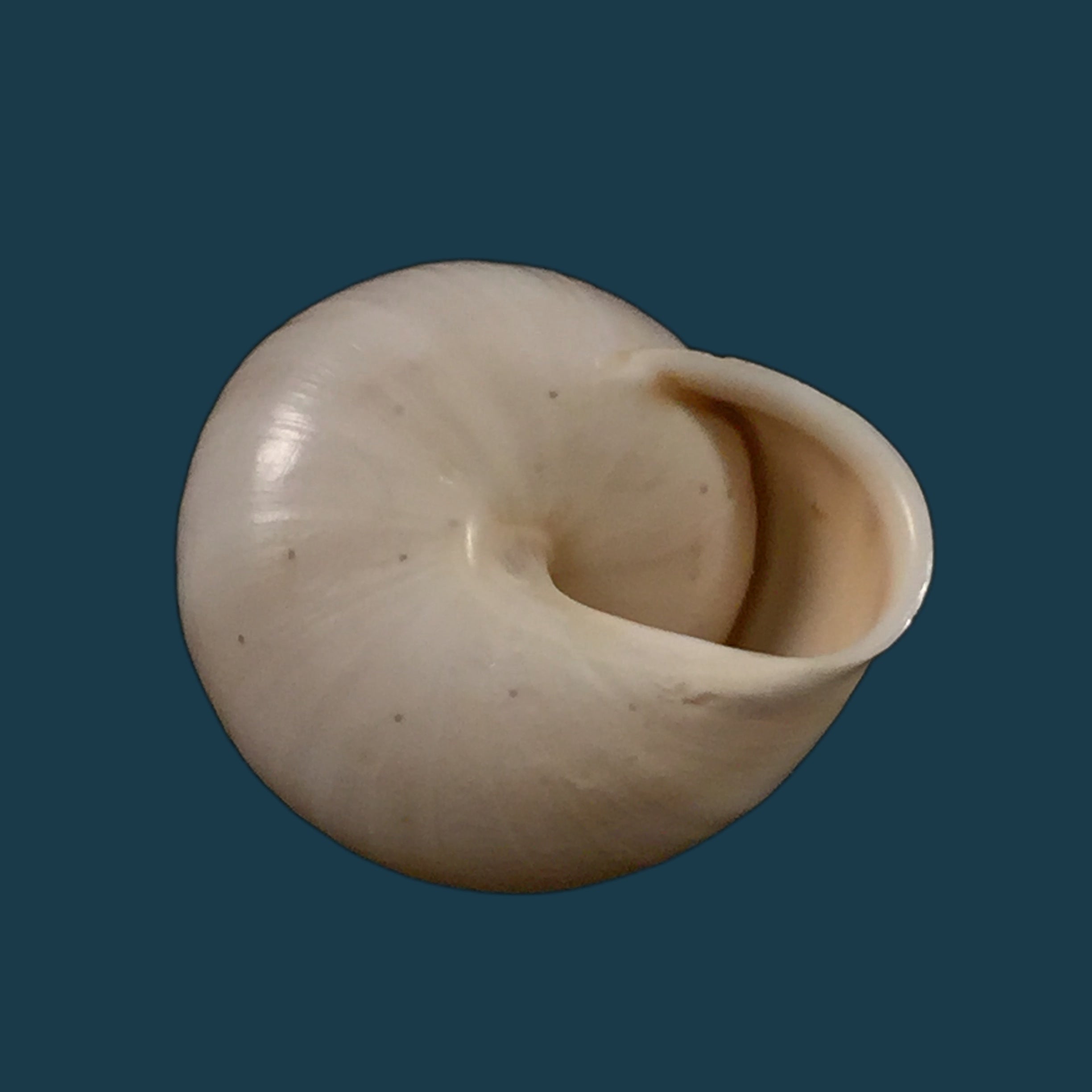 Alabastrina soluta plumbea (Pallary, 1920) - 21,7mm