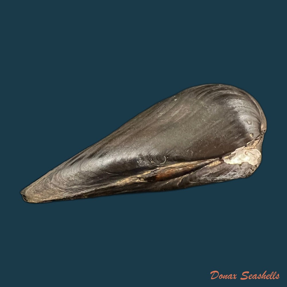 copia-de-alasmidonta-marginata-say-1818-61-2mm
