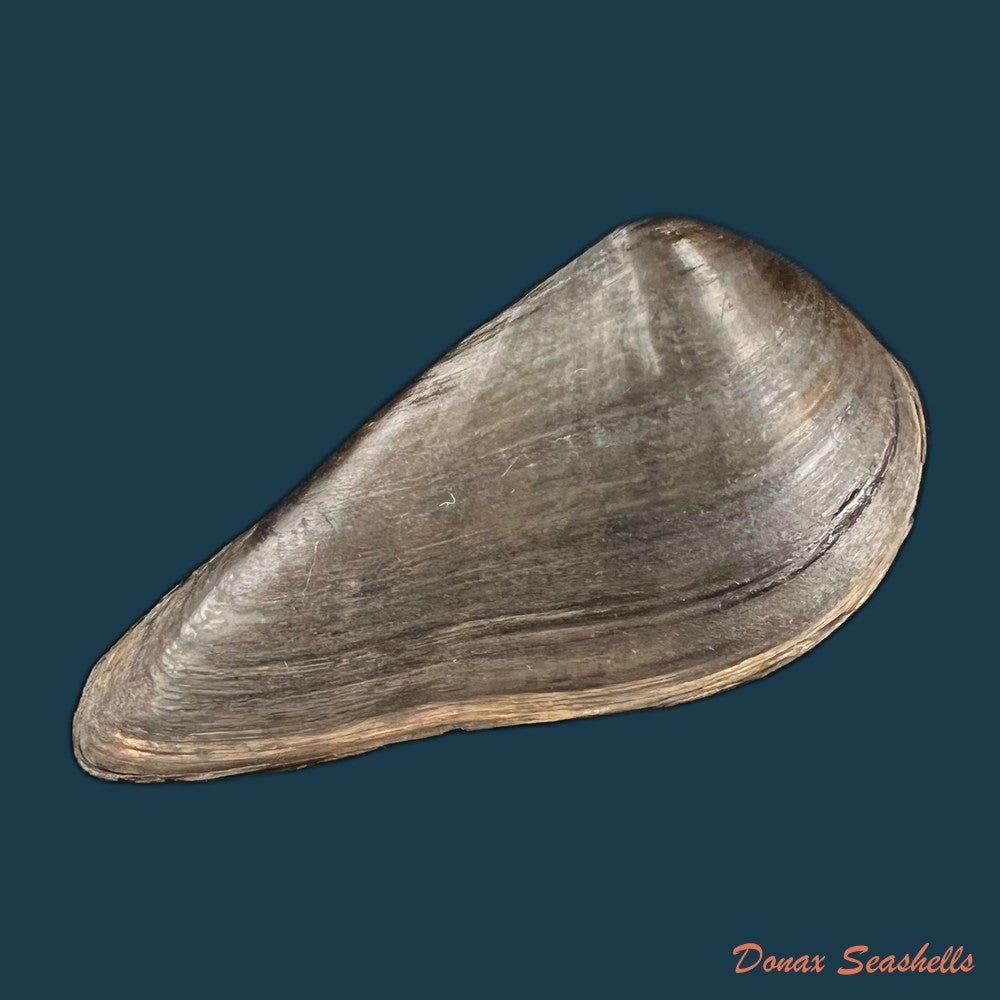 copia-de-alasmidonta-marginata-say-1818-61-2mm