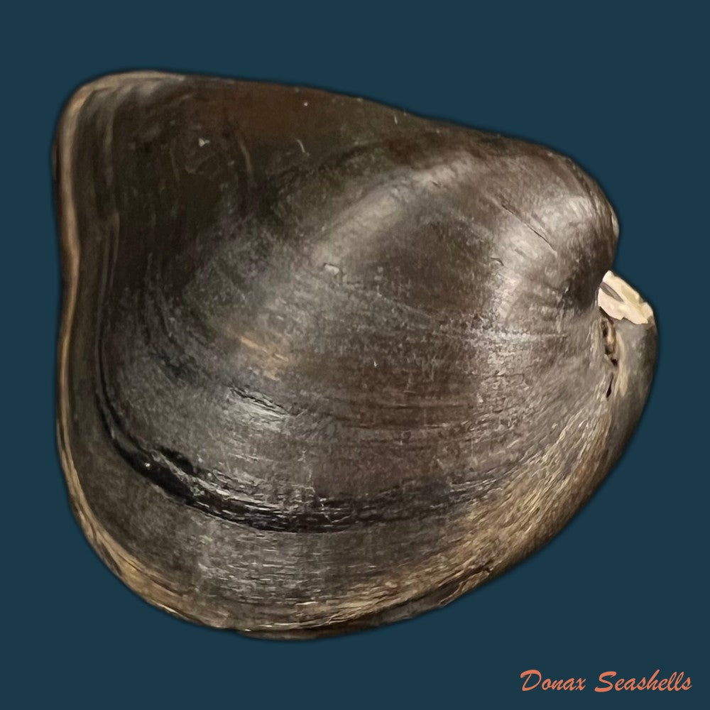 copia-de-alasmidonta-marginata-say-1818-61-2mm
