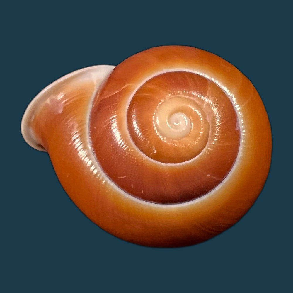 copia-de-albersia-granulata-quoy-gaimard-1832-41mm