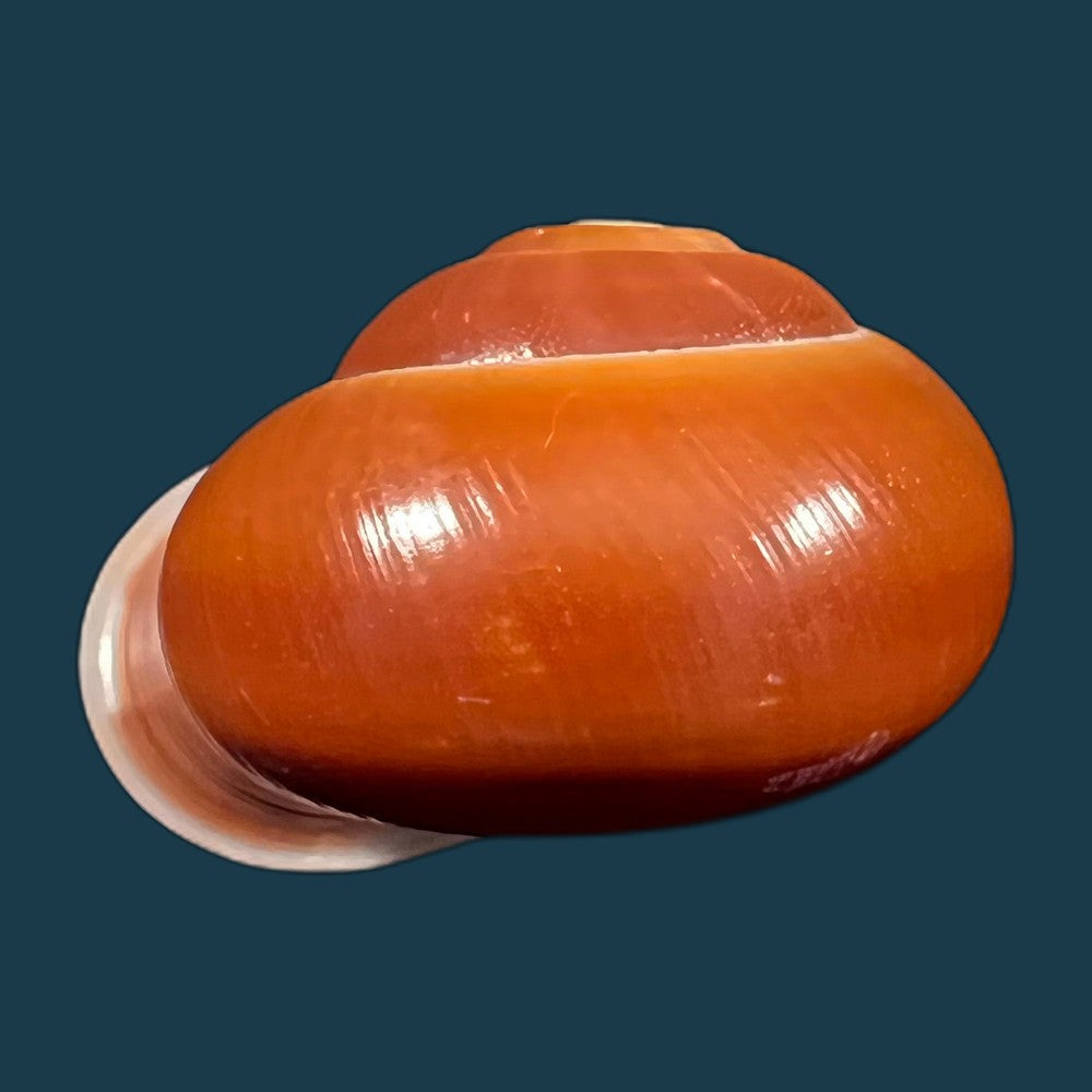 copia-de-albersia-granulata-quoy-gaimard-1832-41mm