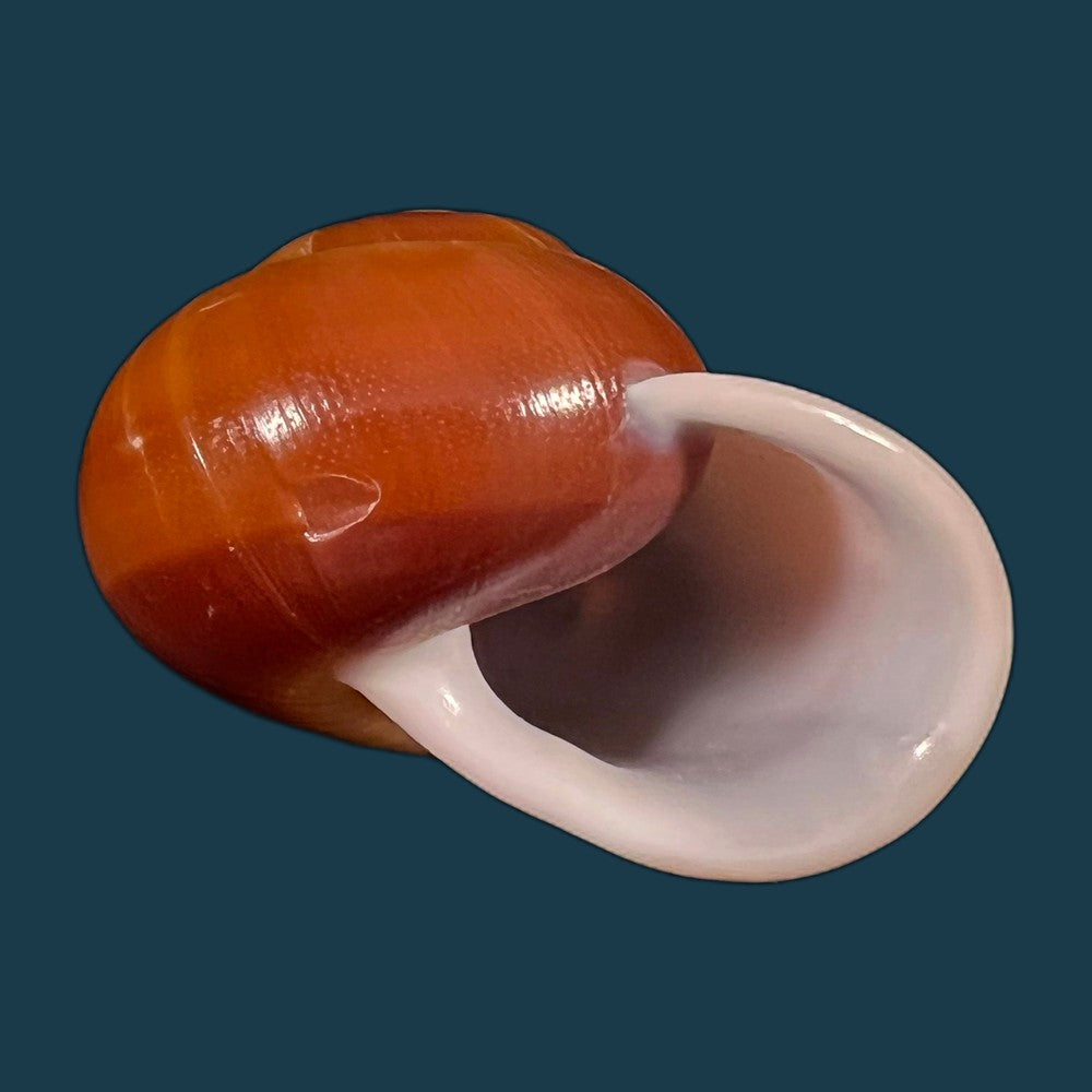 copia-de-albersia-granulata-quoy-gaimard-1832-41mm