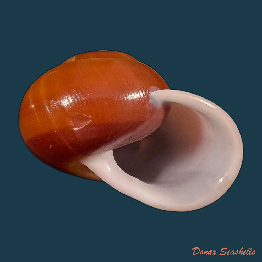 copia-de-albersia-granulata-quoy-gaimard-1832-41mm
