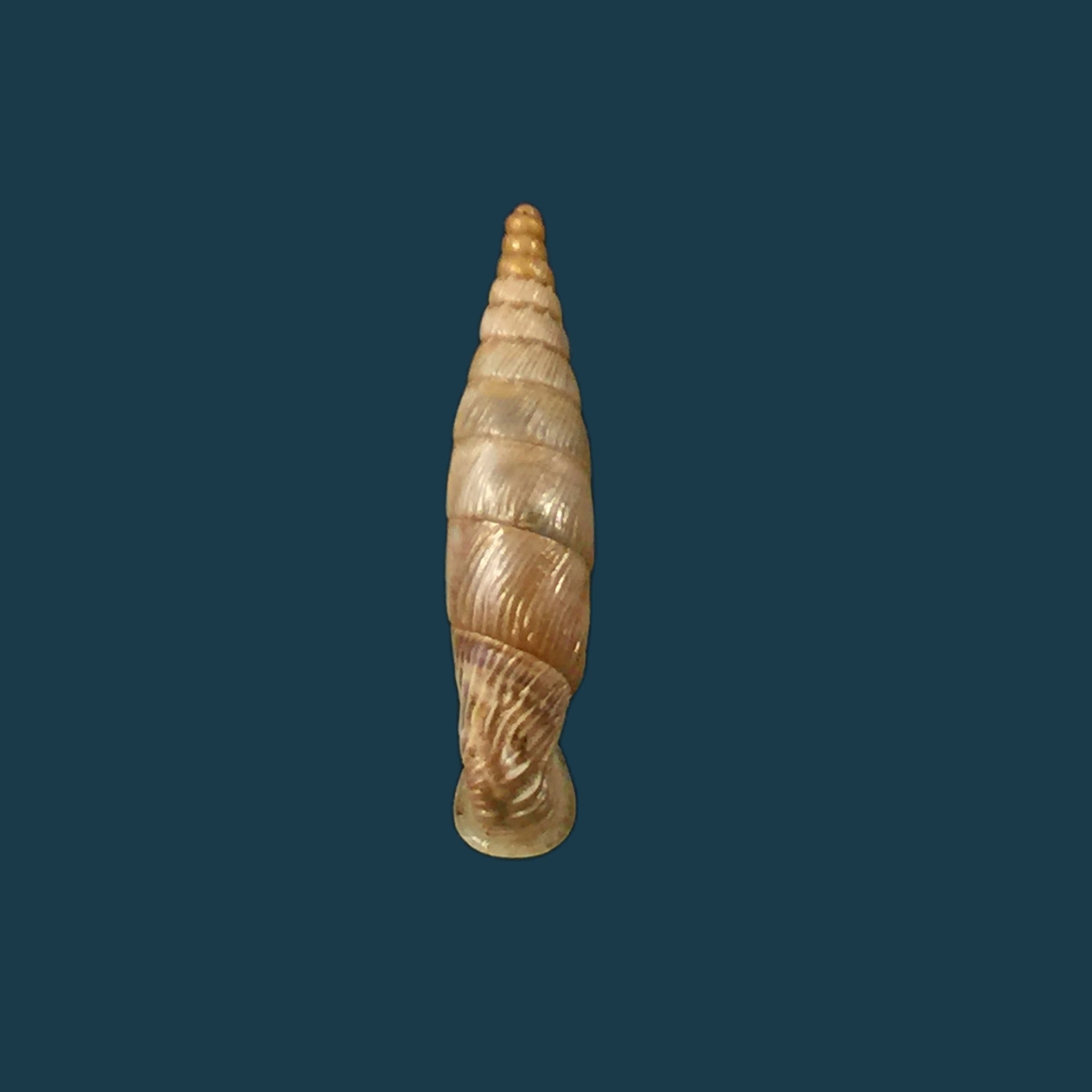 Albinaria papillifera papillifera Nordseick, 1993 - 18,9mm