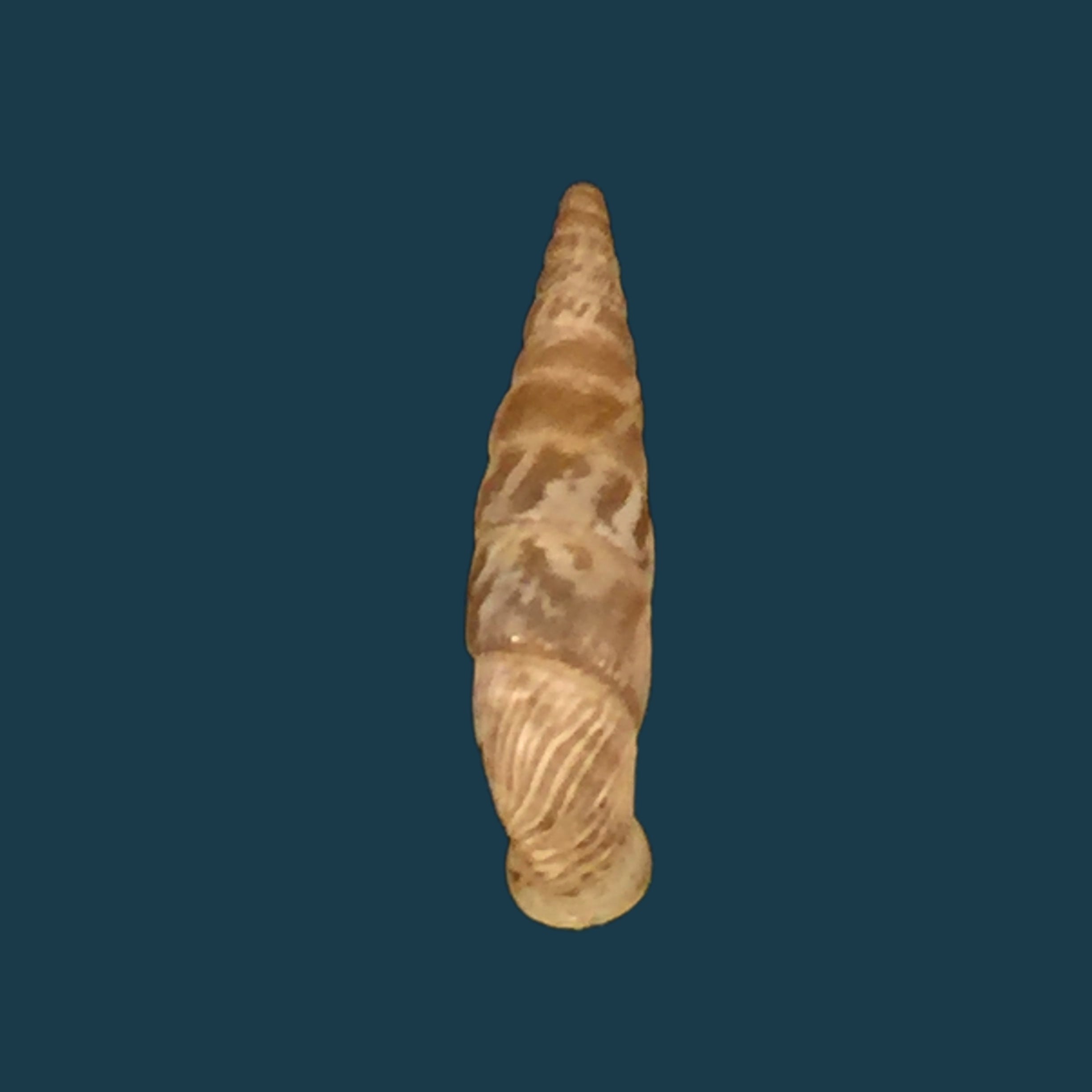 Albinaria arcadica (L. Pfeiffer, 1868) - 18 毫米