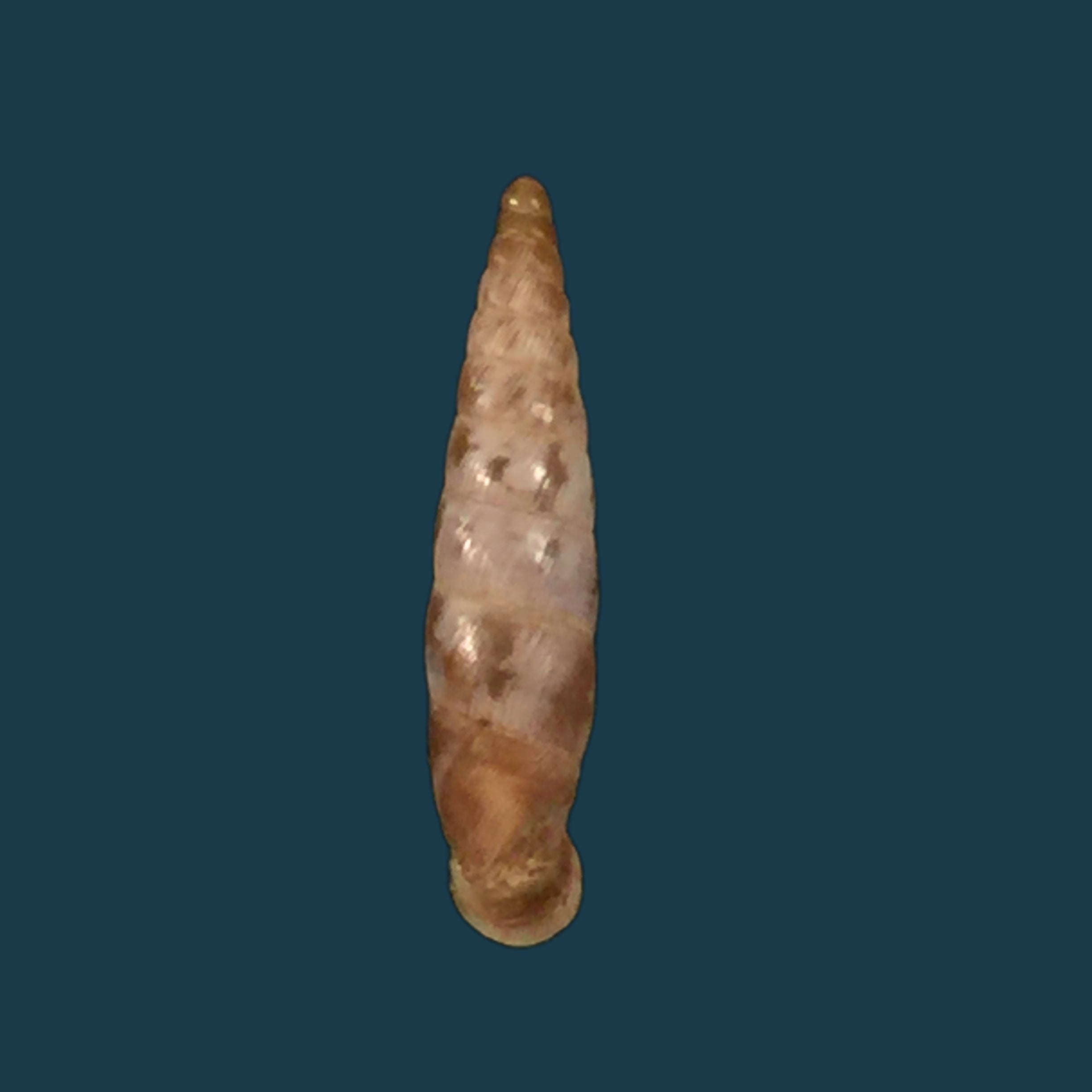 Albinaria arcadica (L. Pfeiffer, 1868) - 17,3mm