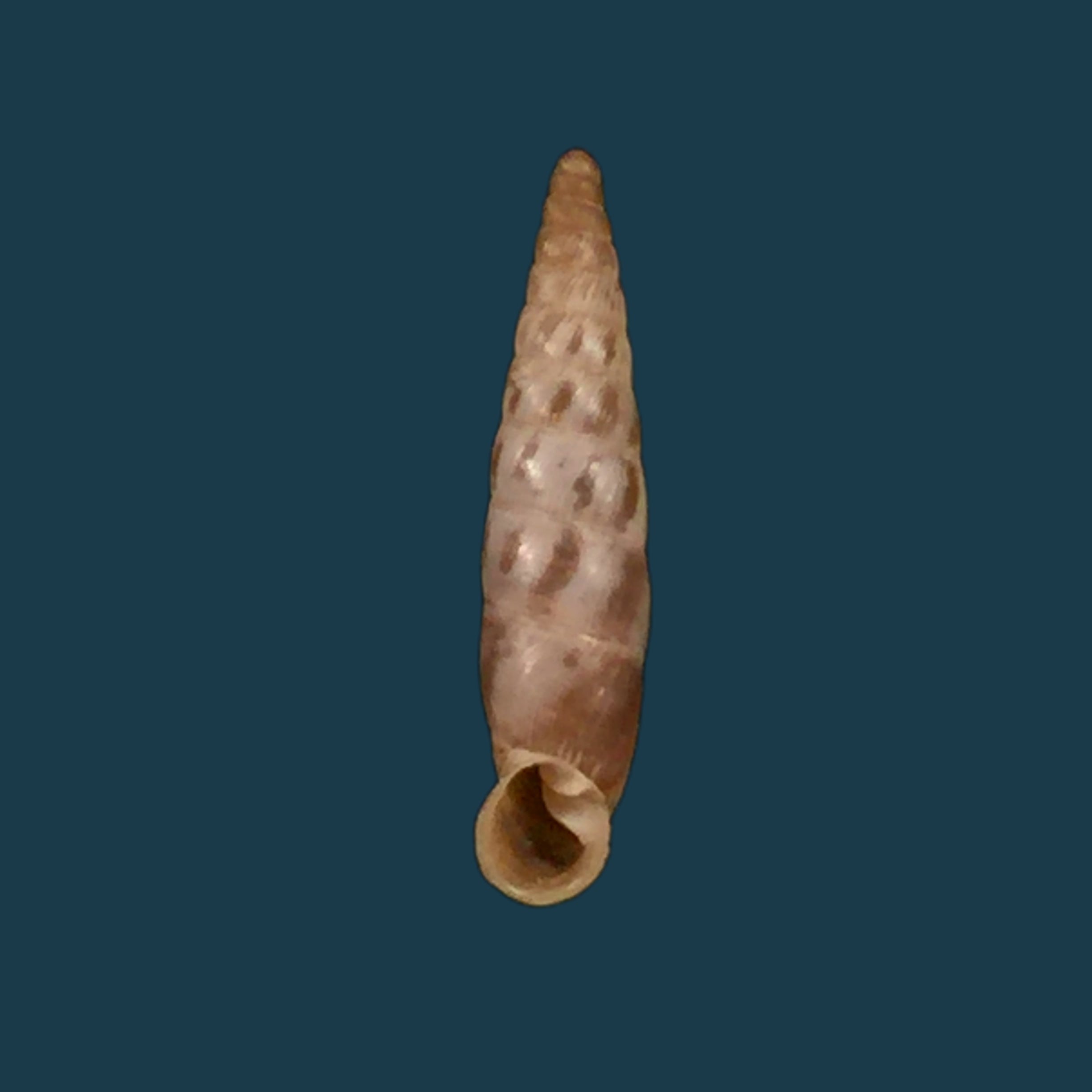 Albinaria arcadica (L. Pfeiffer, 1868) - 17,3mm