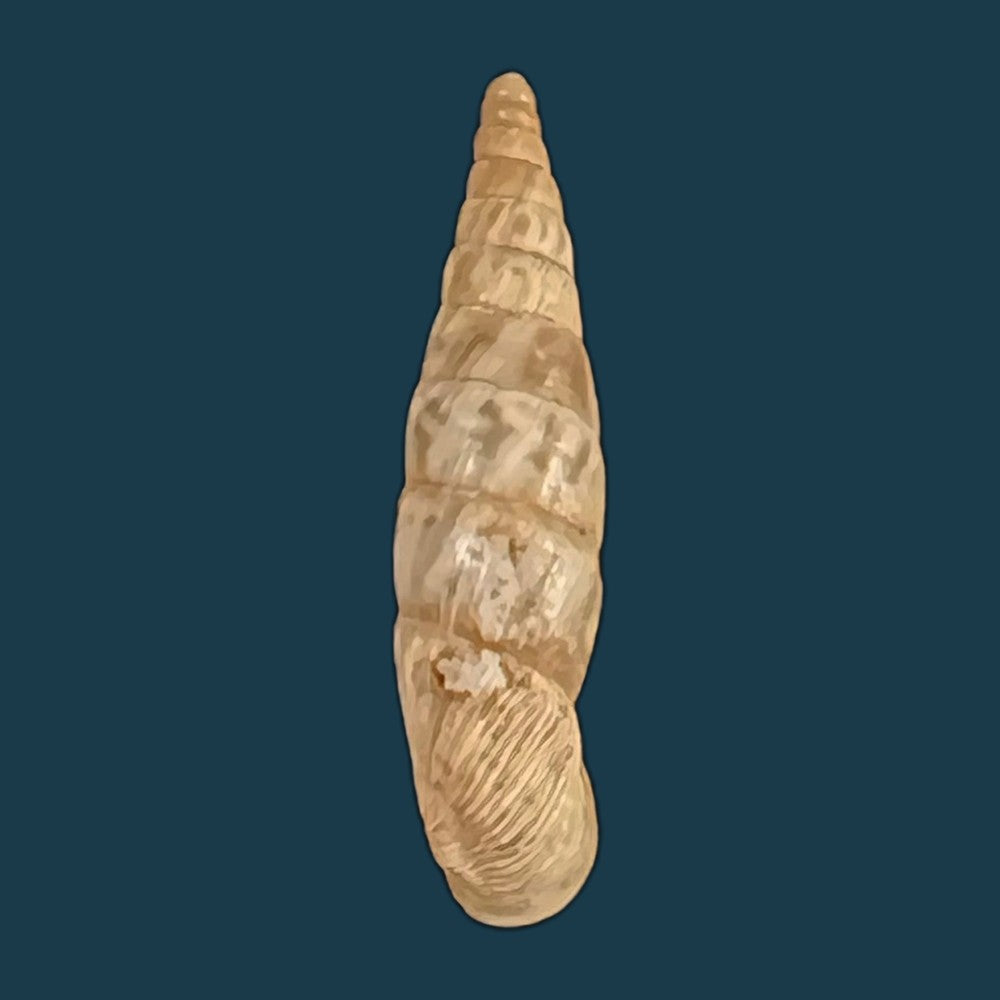 copia-de-albinaria-arcadica-o-boettger-1878-17-3mm-1