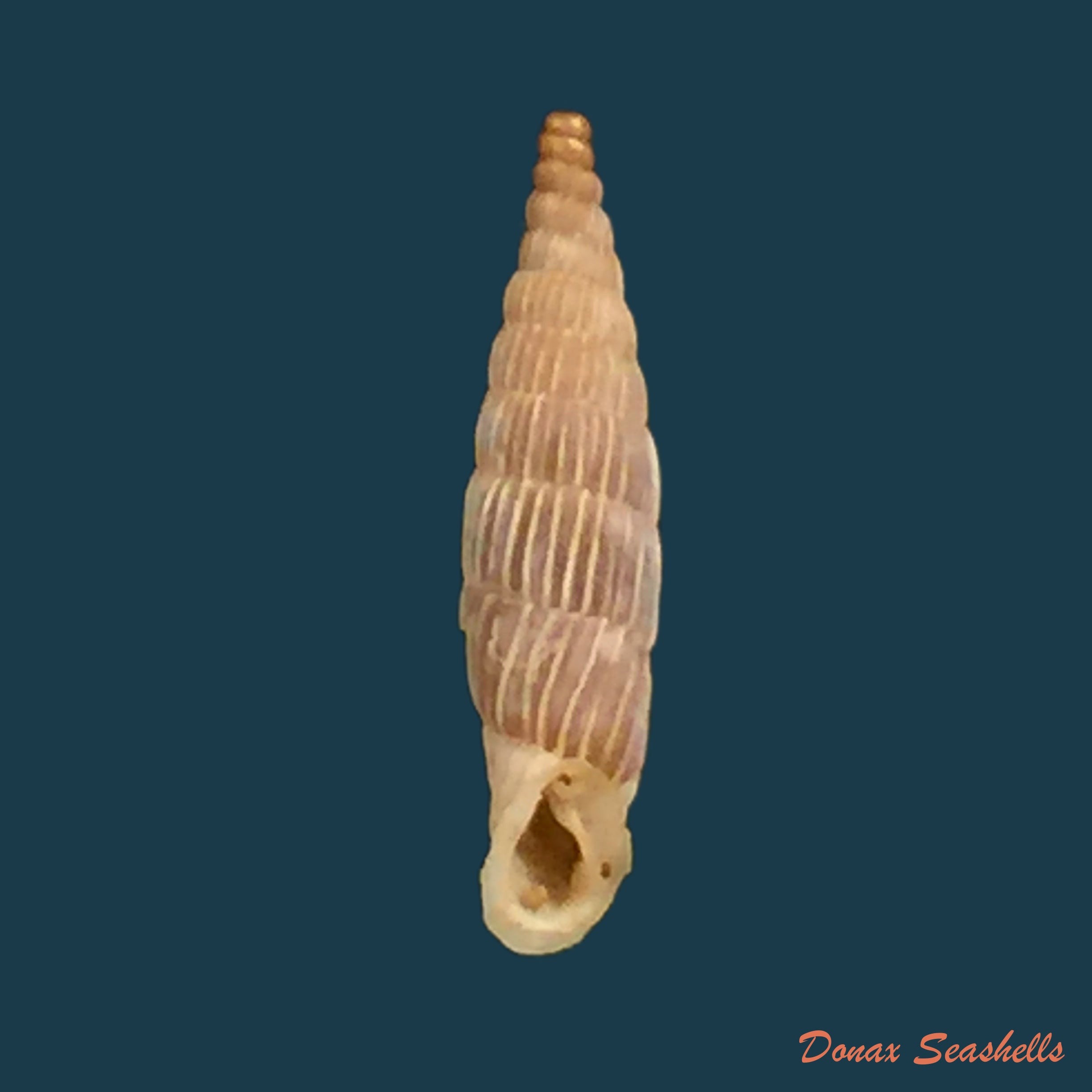 copia-de-albinaria-brevicollis-kosensis-pfeiffer-1855-15-2mm
