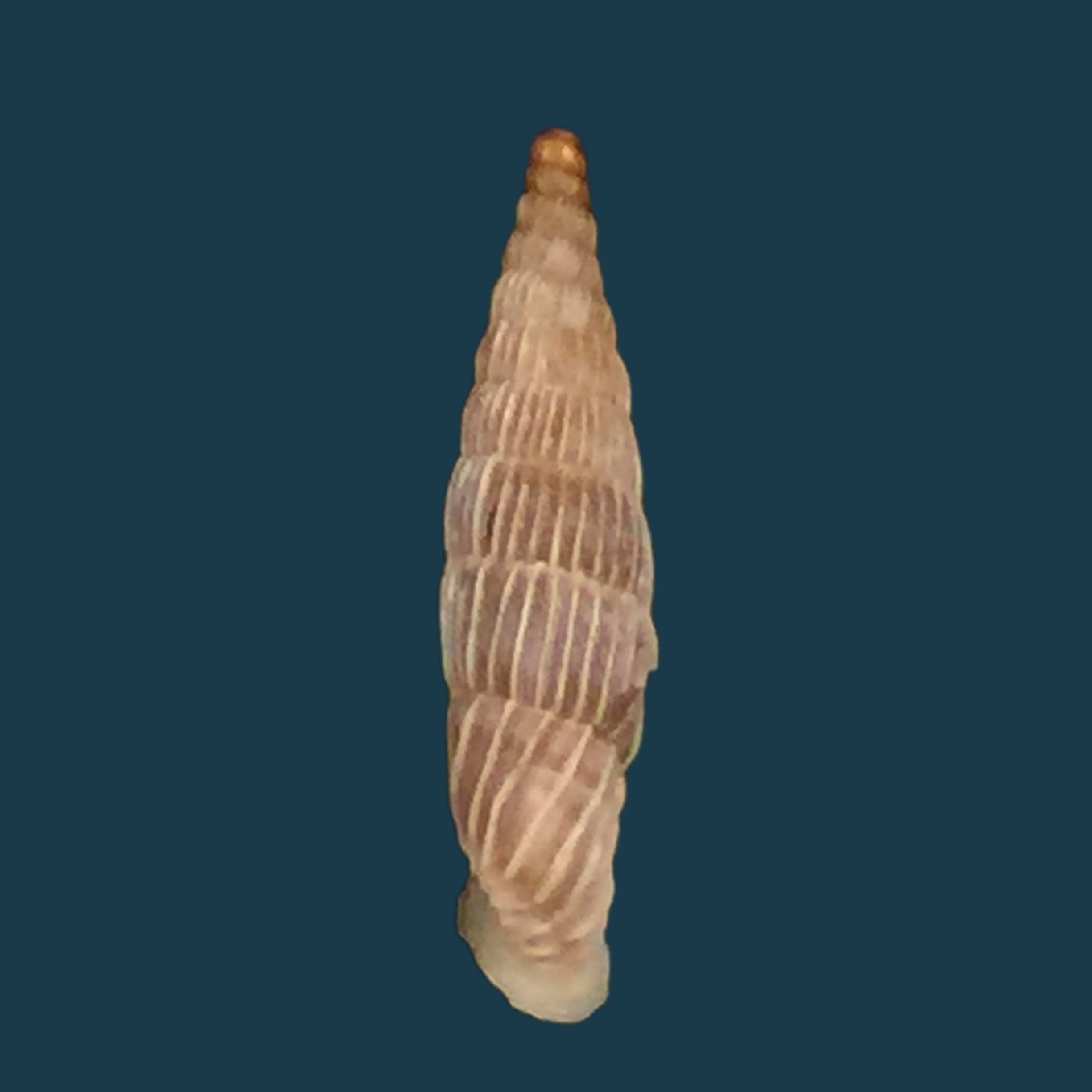 Albinaria lerosiensis (Pfeiffer, 1841) - 15,7毫米