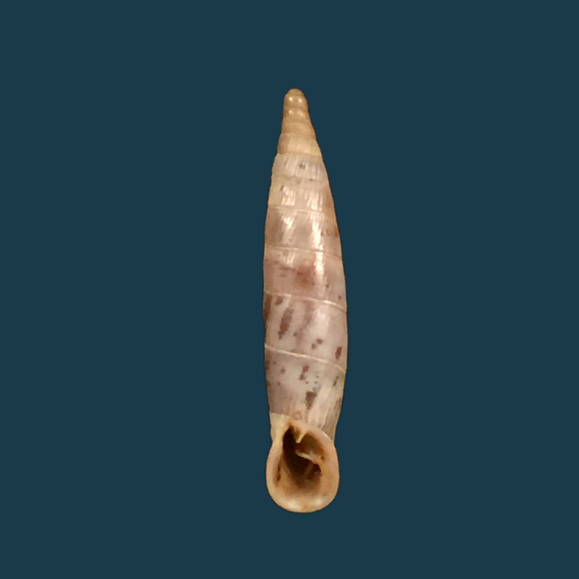 Albinaria candida (L. Pfeiffer, 1850) - 20,8mm