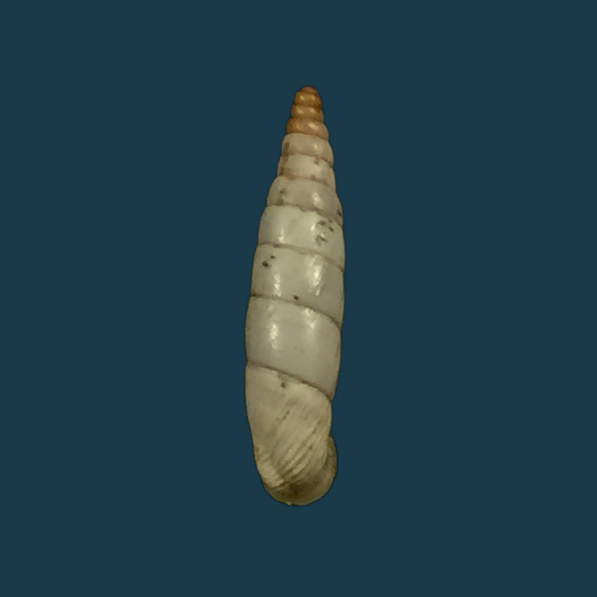 Albinaria caerulea maculata (Rossmässler, 1836) - 15,1mm