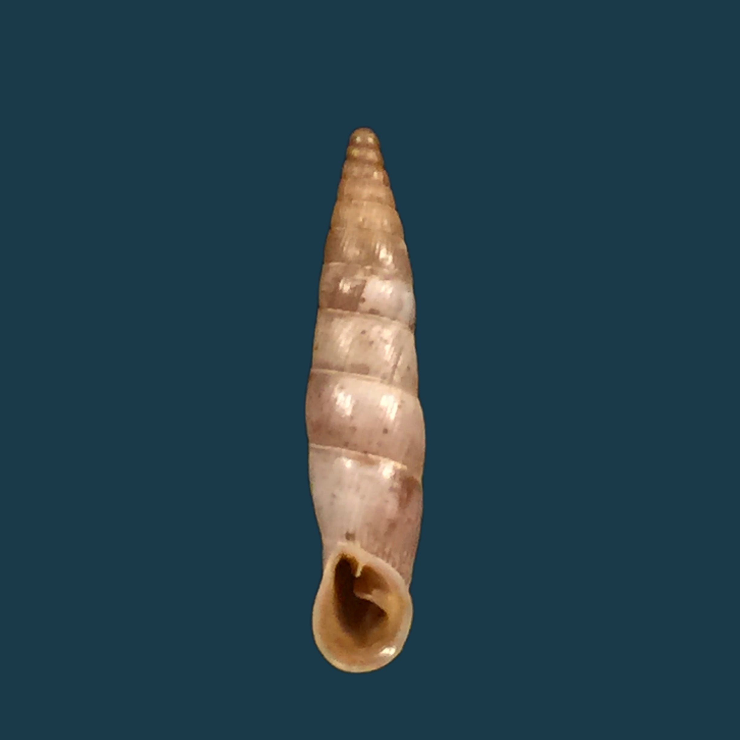 Albinaria candida (L. Pfeiffer, 1850) - 20,7mm