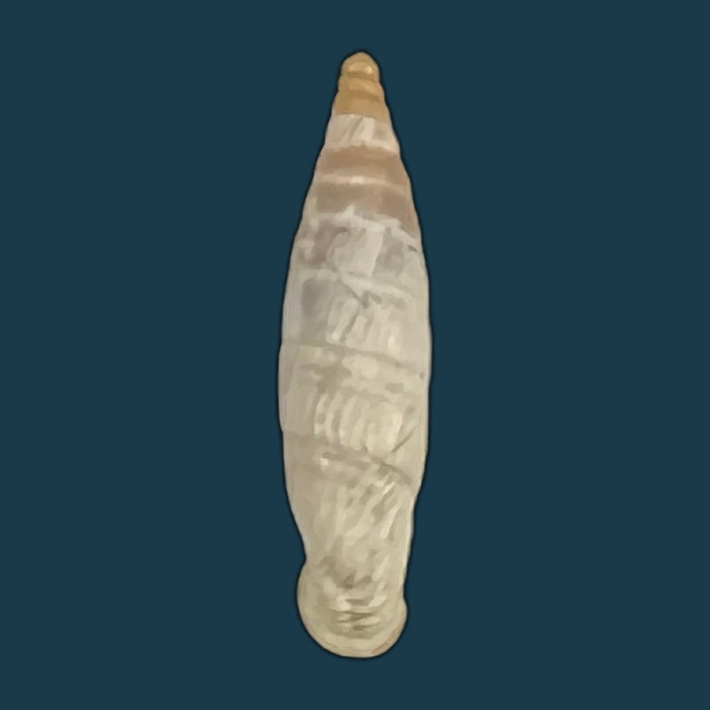 copia-de-albinaria-cretensis-virginea-l-pfeiffer-1846-17-3mm-2