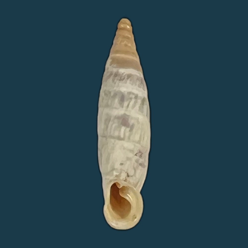 copia-de-albinaria-cretensis-virginea-l-pfeiffer-1846-17-3mm-2