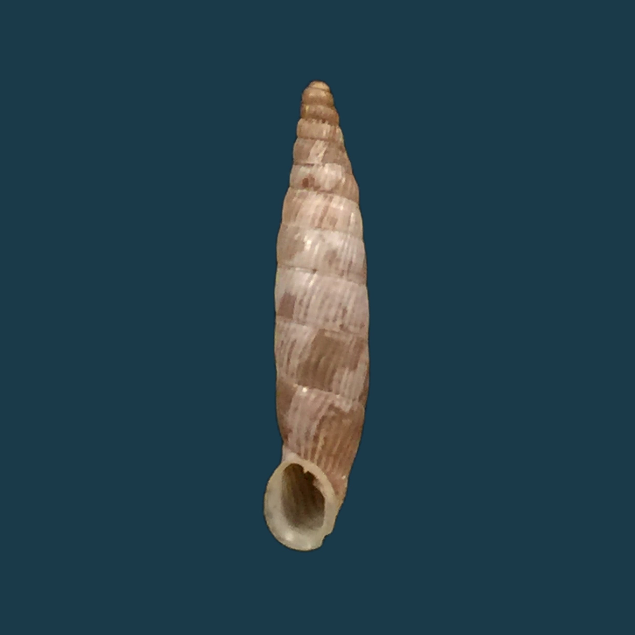 Albinaria cretensisgrabusana (O. Boettger, 1883) - 15,5mm