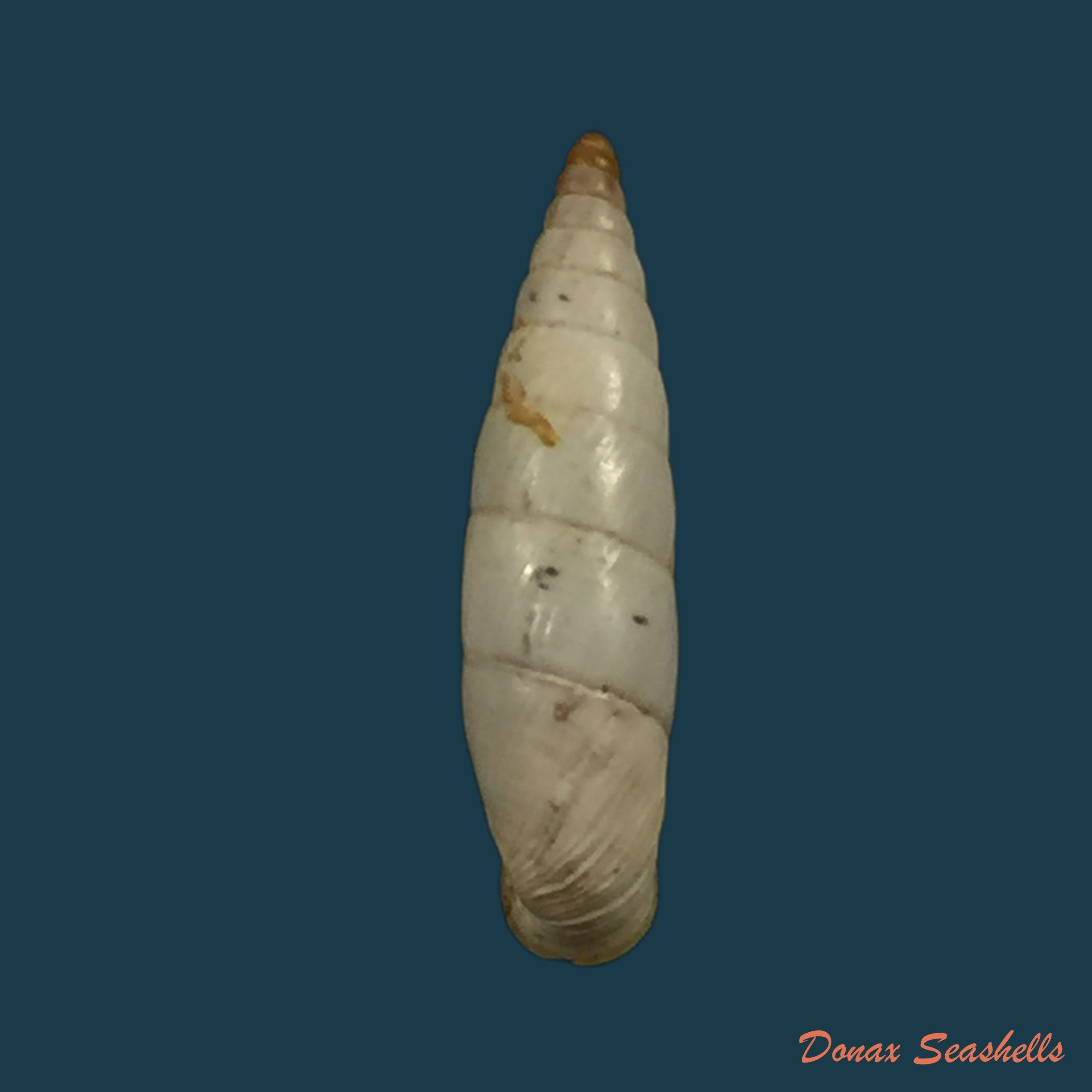 copia-de-albinaria-discolor-discolor-l-pfeiffer-1846-14mm-1