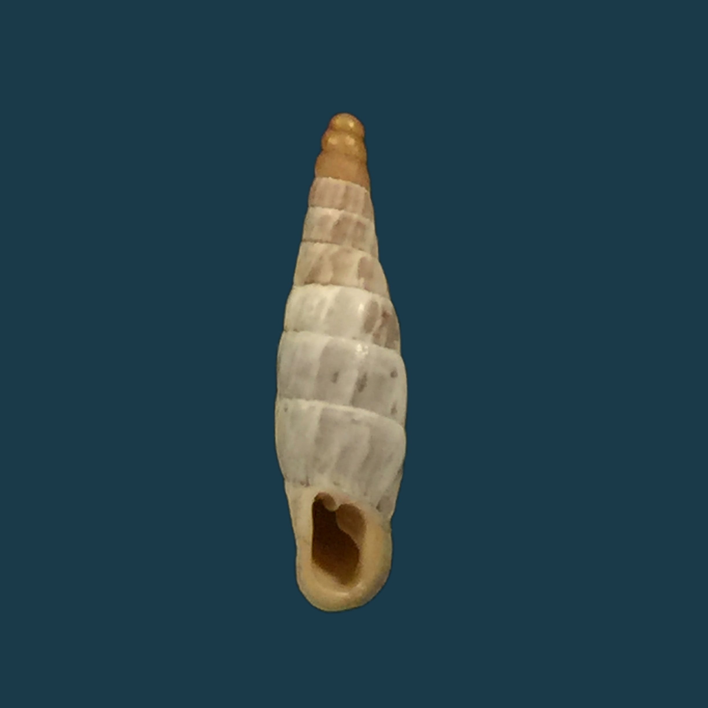 变色马尾藻 (L. Pfeiffer, 1846) - 12,3mm