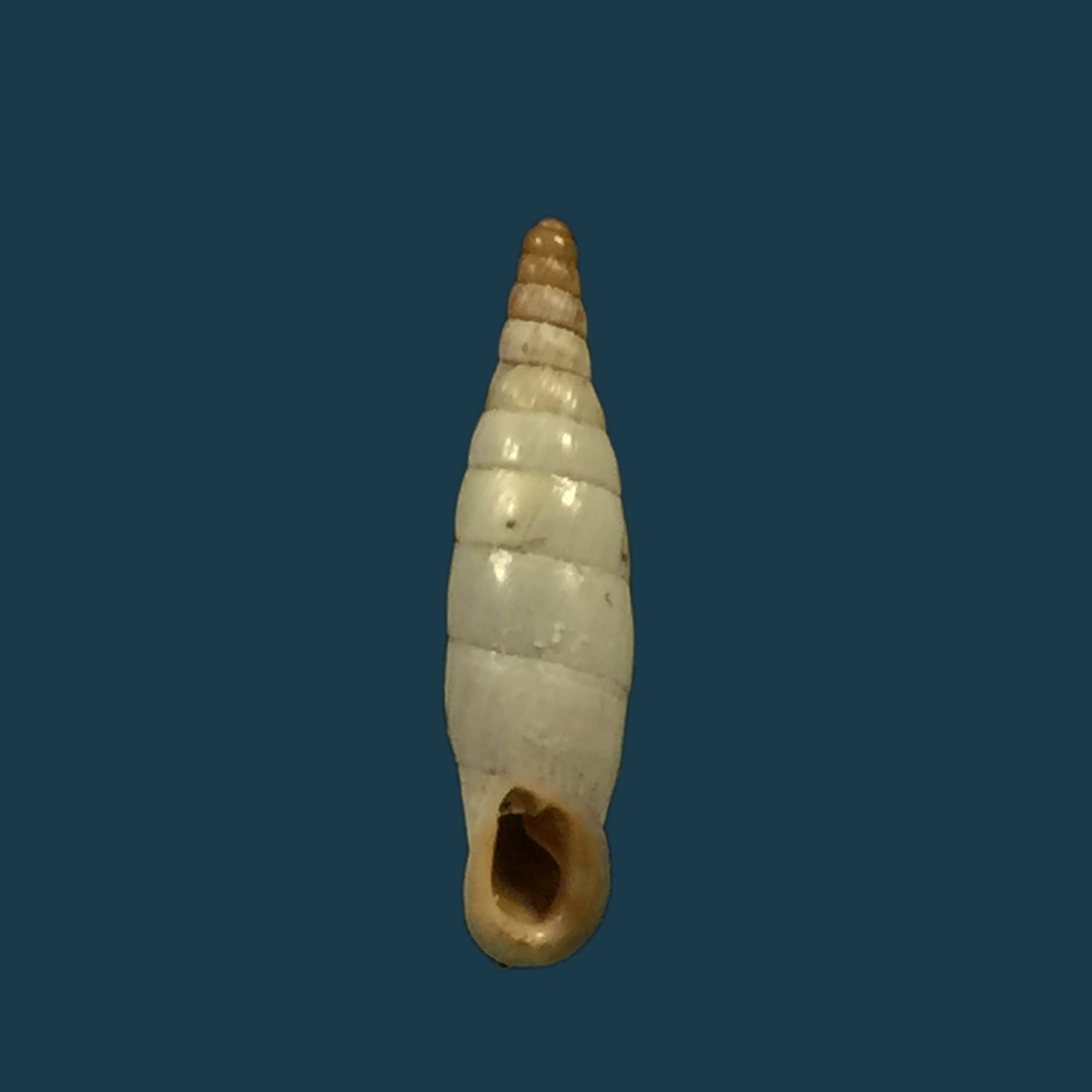 Albinaria discolor discolor (L. Pfeiffer, 1846) - 14 毫米