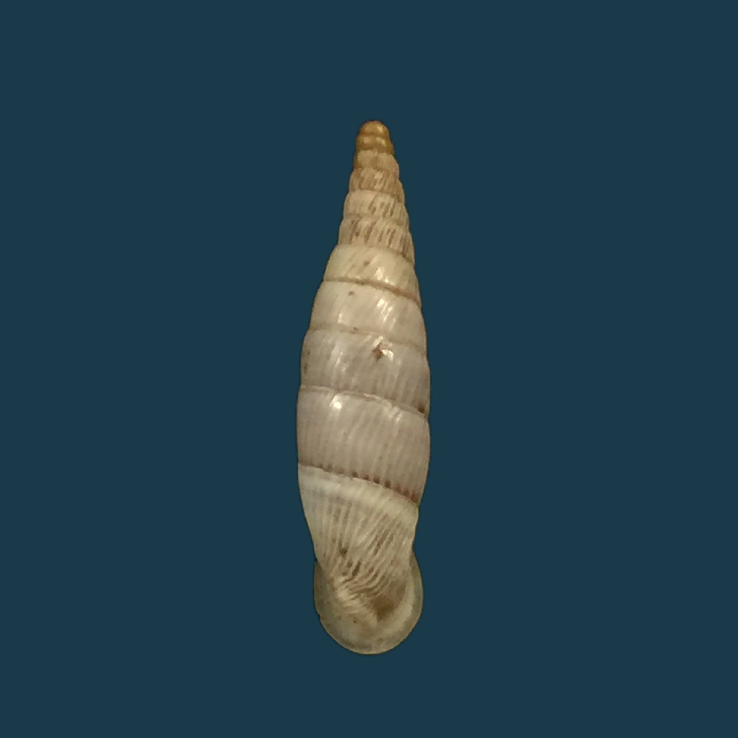 Albinaria discolor flamulata (L. Pfeiffer, 1850) - 16,4mm