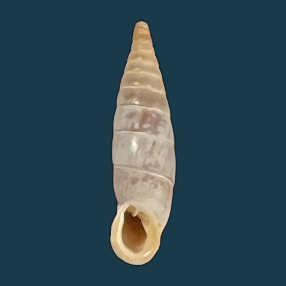 copia-de-albinaria-discolor-flammulata-l-pfeiffer-1850-18-6mm