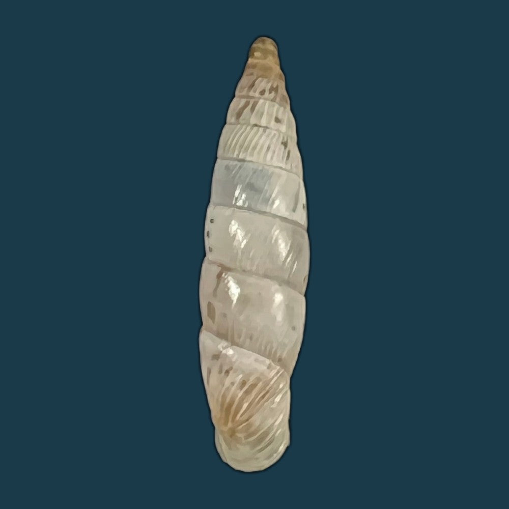 copia-de-albinaria-eburnea-glabella-l-pfeiffer-1864-20-9mm-1