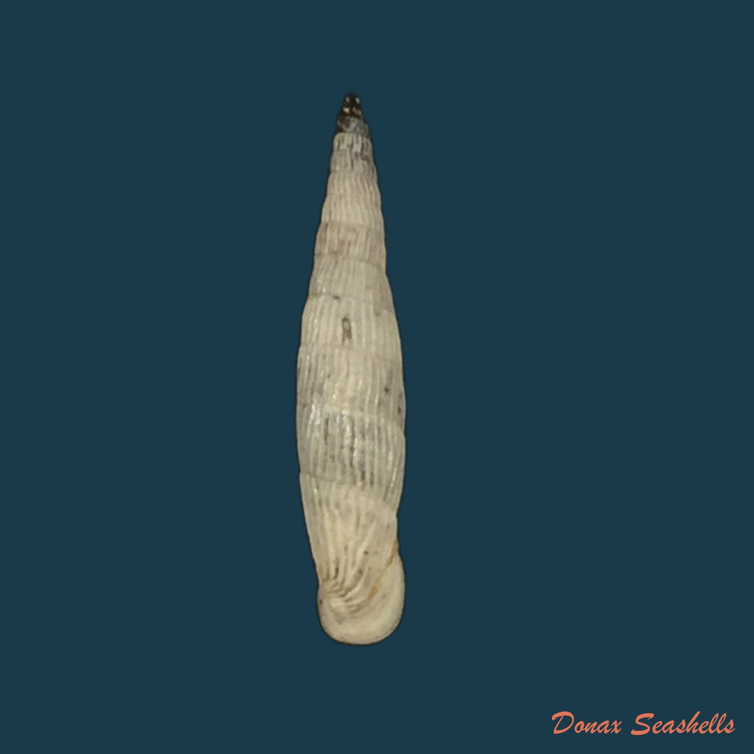 copia-de-albinaria-eburnea-glabella-l-pfeiffer-1864-22-9mm