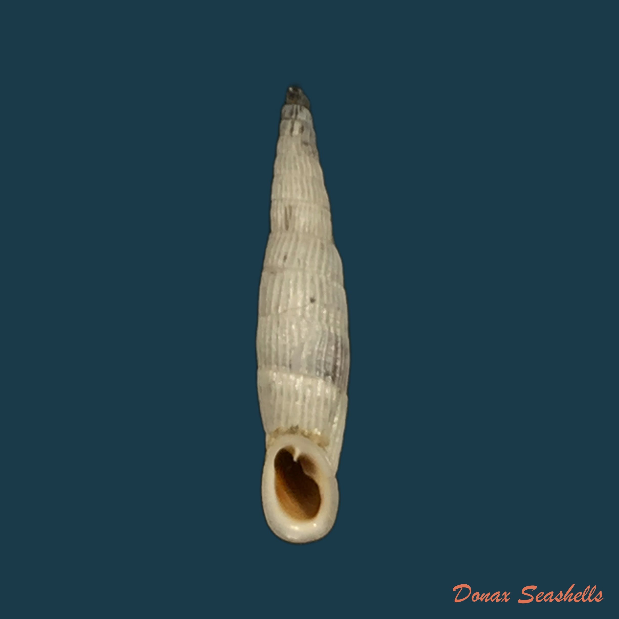 copia-de-albinaria-eburnea-glabella-l-pfeiffer-1864-22-9mm