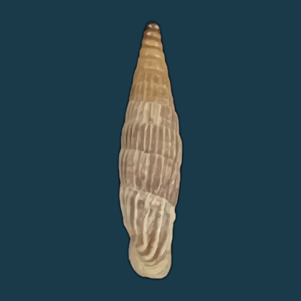 copia-de-albinaria-eburnea-glabella-l-pfeiffer-1865-20-9mm
