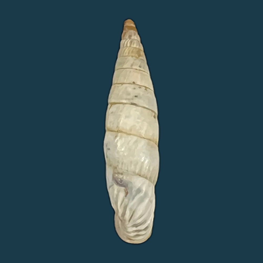 copia-de-albinaria-eburnea-inflaticollis-h-nordsieck-2004-15-8mm-1