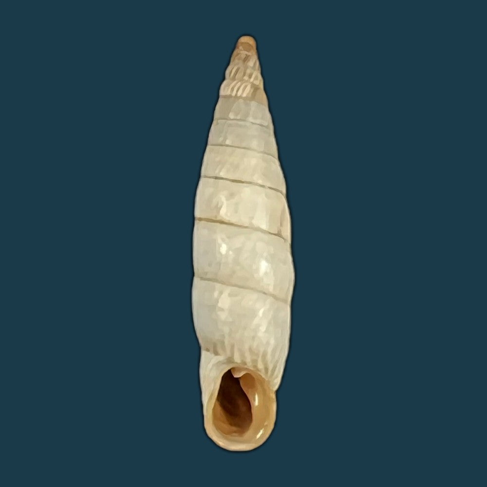 copia-de-albinaria-eburnea-inflaticollis-h-nordsieck-2004-15-8mm-1