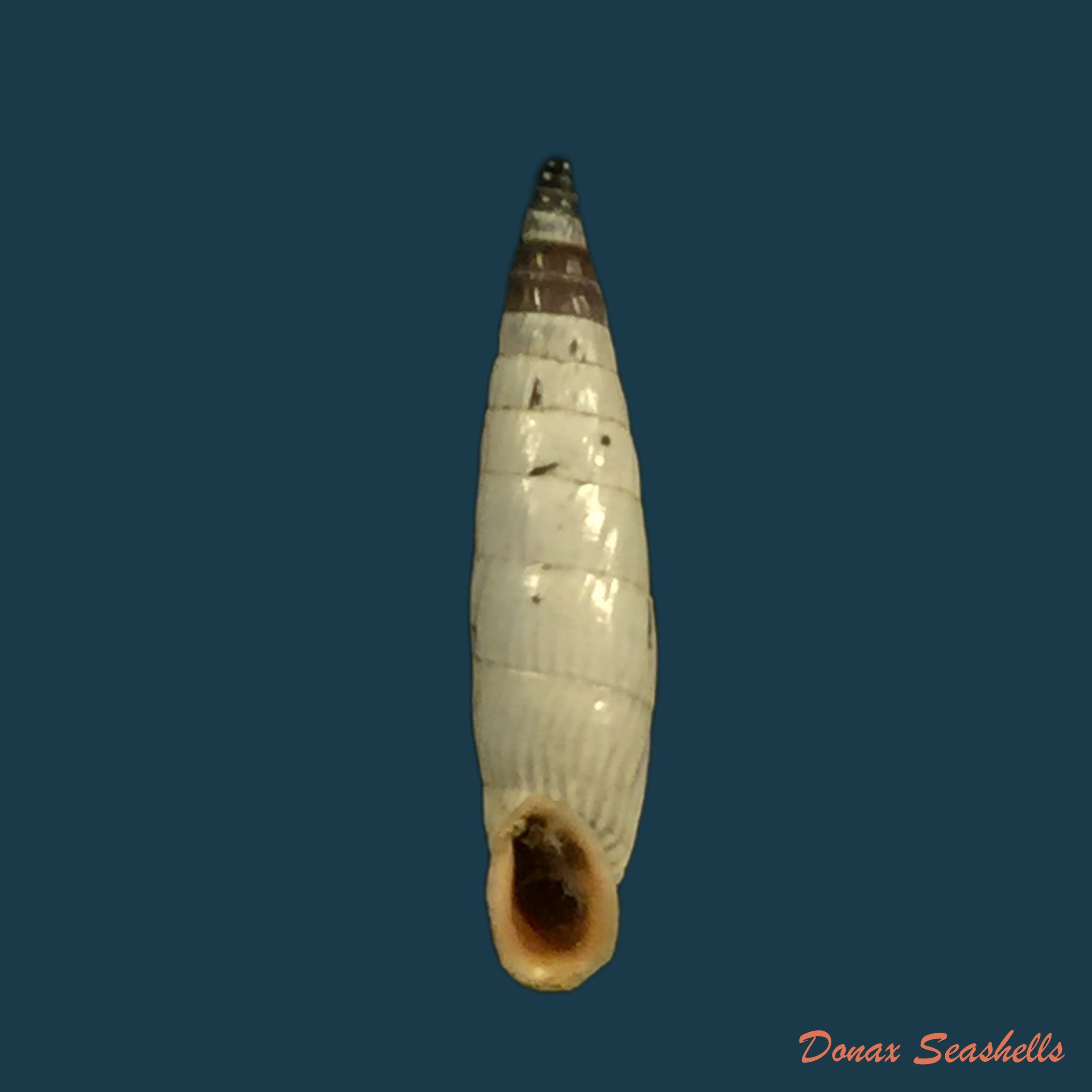 copia-de-albinaria-grayana-grayana-pfeiffer-1846-13-5mm