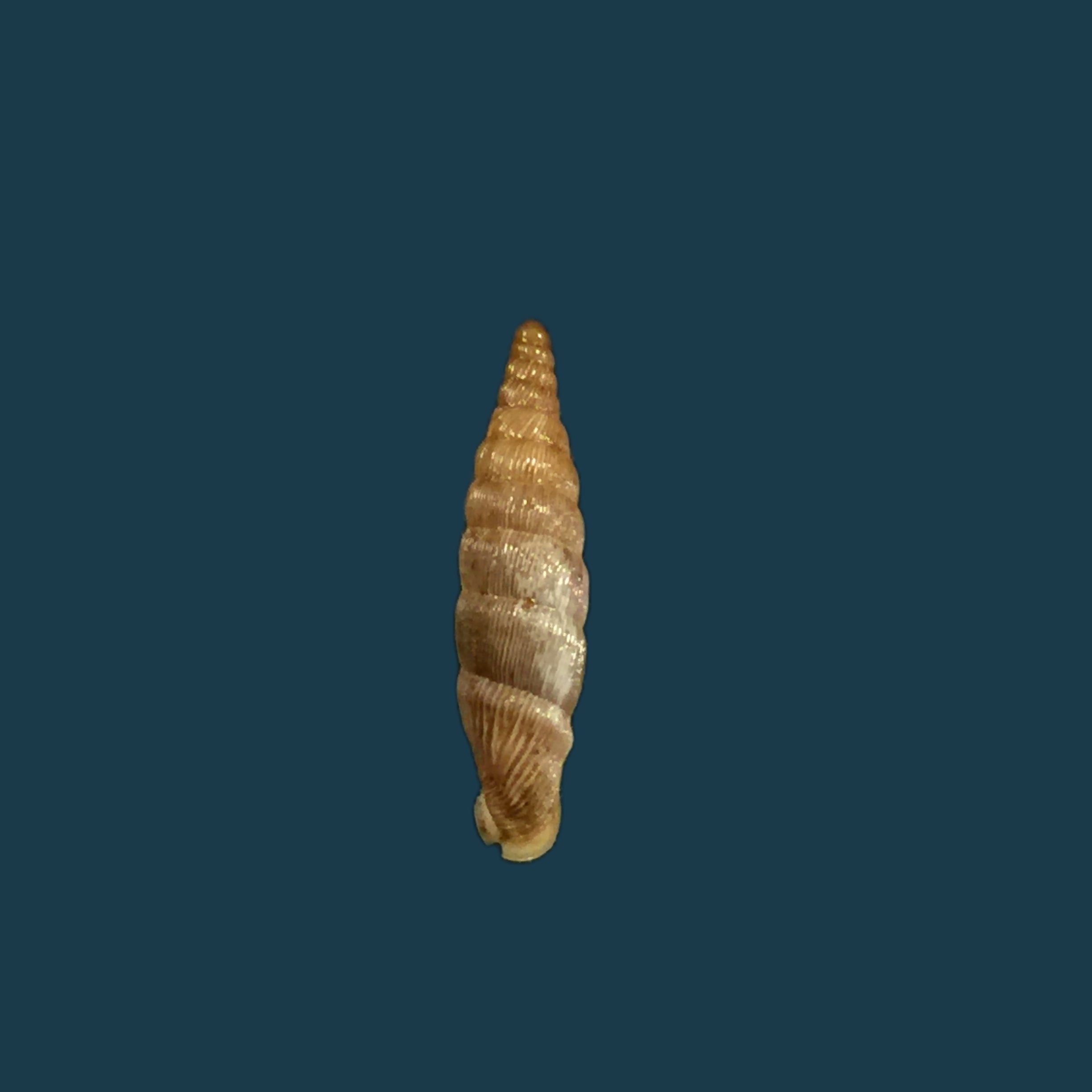 Albinaria grayana grayana (Pfeiffer, 1846) - 14,3毫米