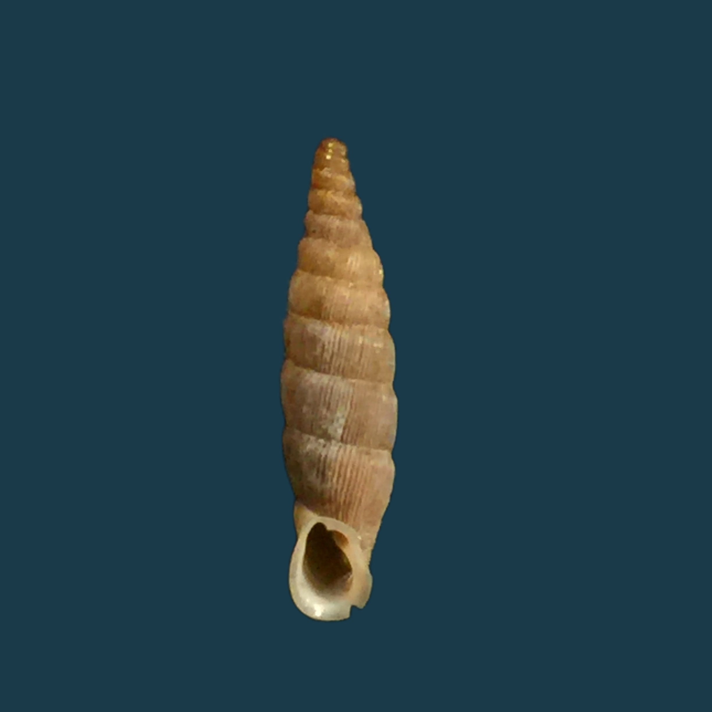 Albinaria grayana grayana (Pfeiffer, 1846) - 14,3毫米