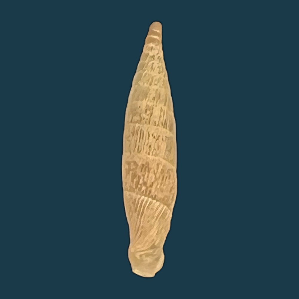 copia-de-albinaria-hippolyti-aphrodite-boettger-1883-19-9mm-1