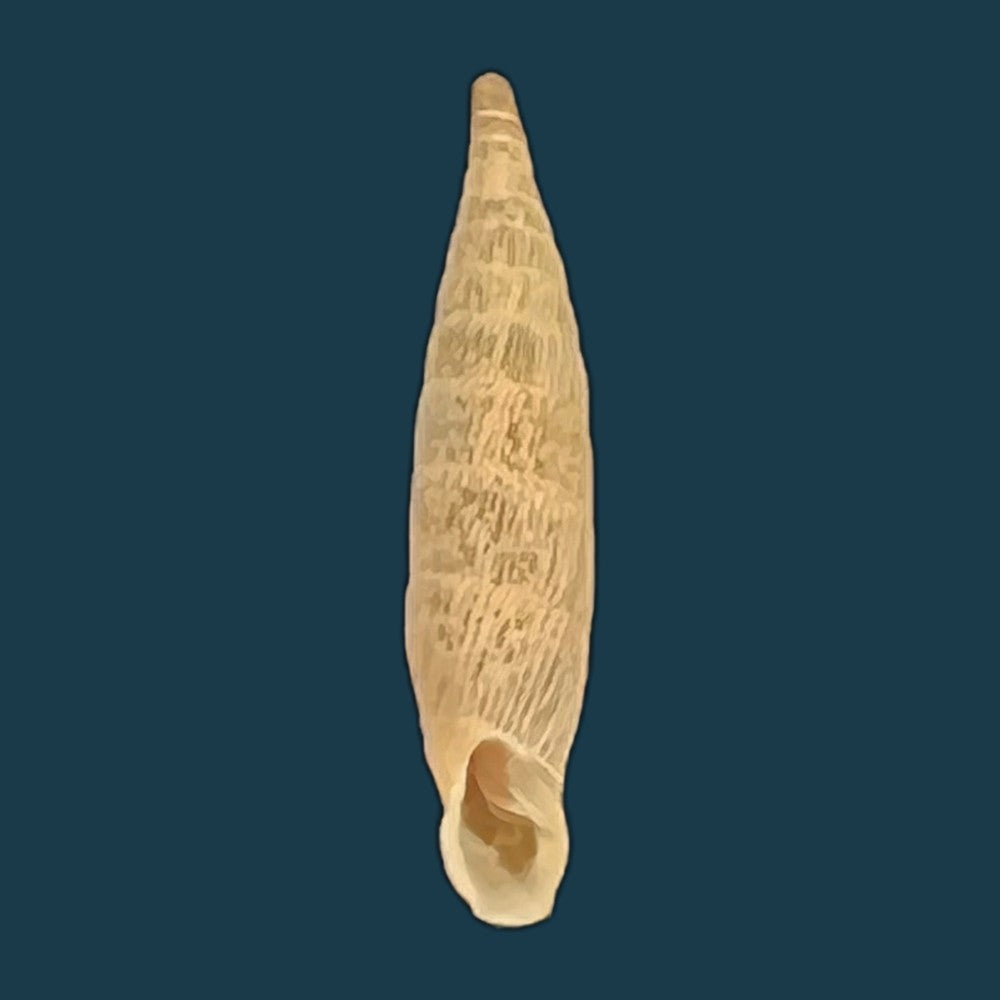 copia-de-albinaria-hippolyti-aphrodite-boettger-1883-19-9mm-1