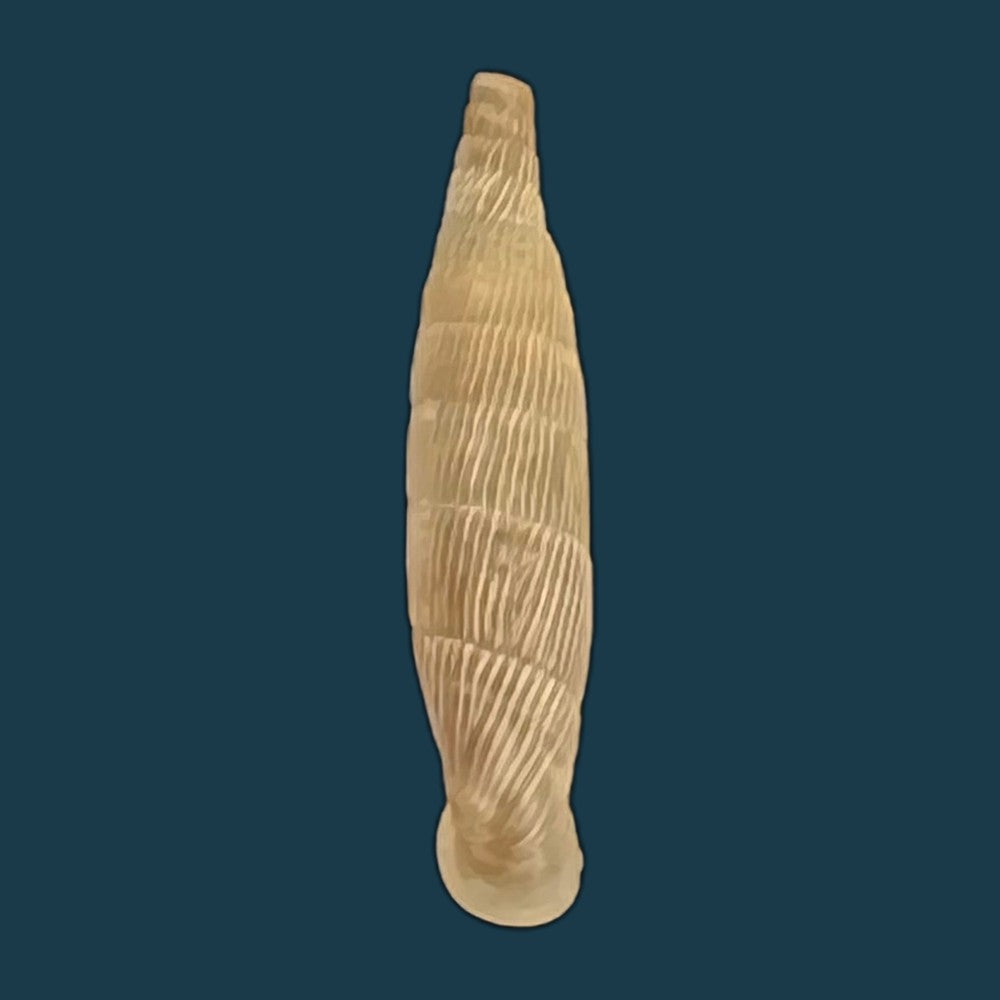 copia-de-albinaria-hippolyti-aphrodite-boettger-1883-20-8mm