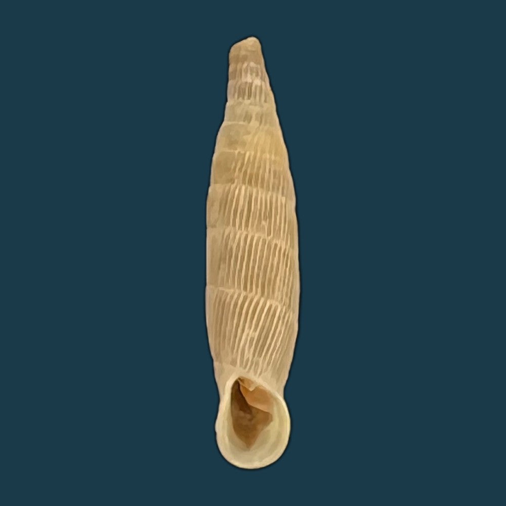 copia-de-albinaria-hippolyti-aphrodite-boettger-1883-20-8mm