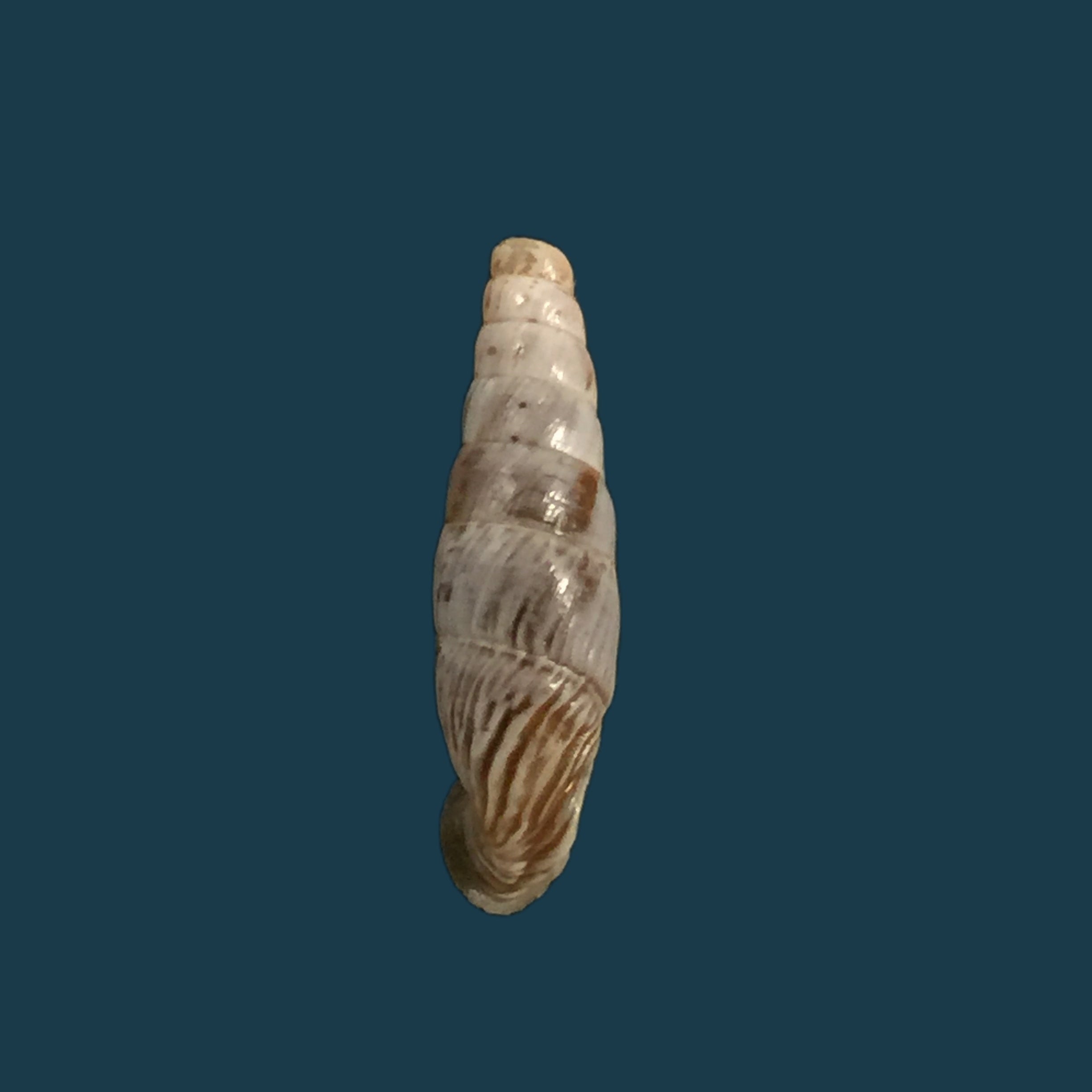 Albinaria ietswaarti，Gittemberg &amp; Menkhorst，土耳其 -16,6mm