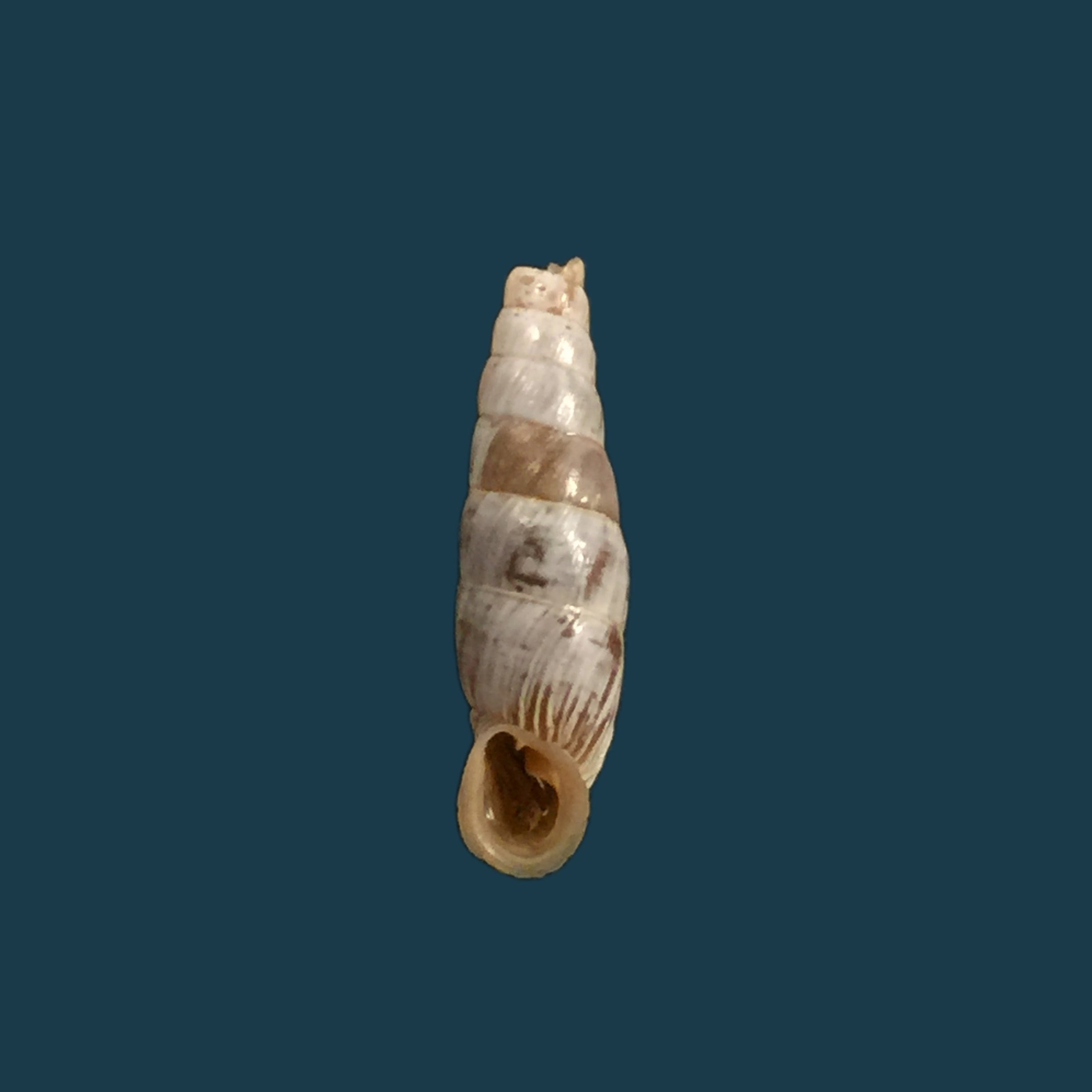 Albinaria ietswaarti，Gittemberg &amp; Menkhorst，土耳其 -16,6mm