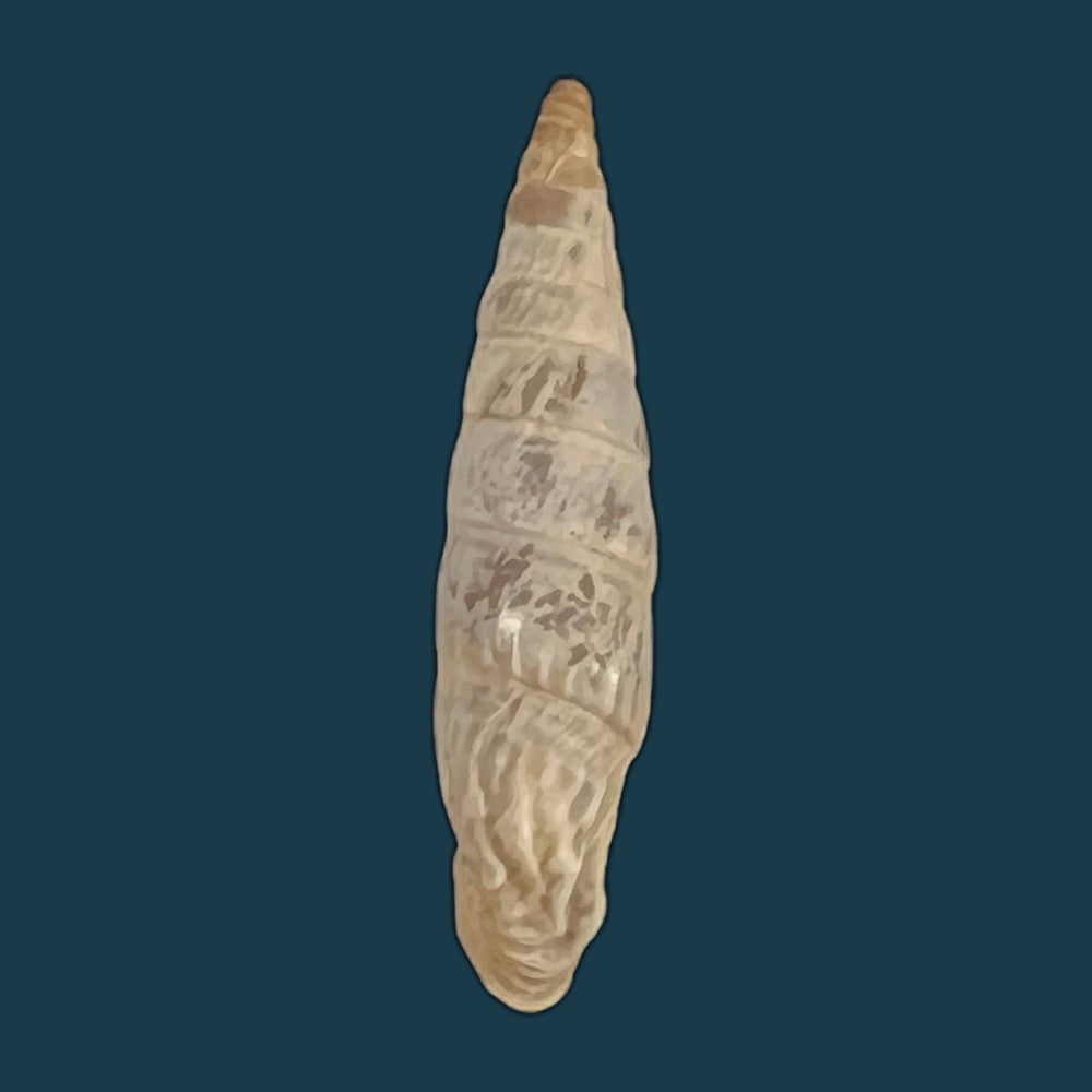 copia-de-albinaria-inflata-draparnaldi-olivier-1801-18-5mm-1