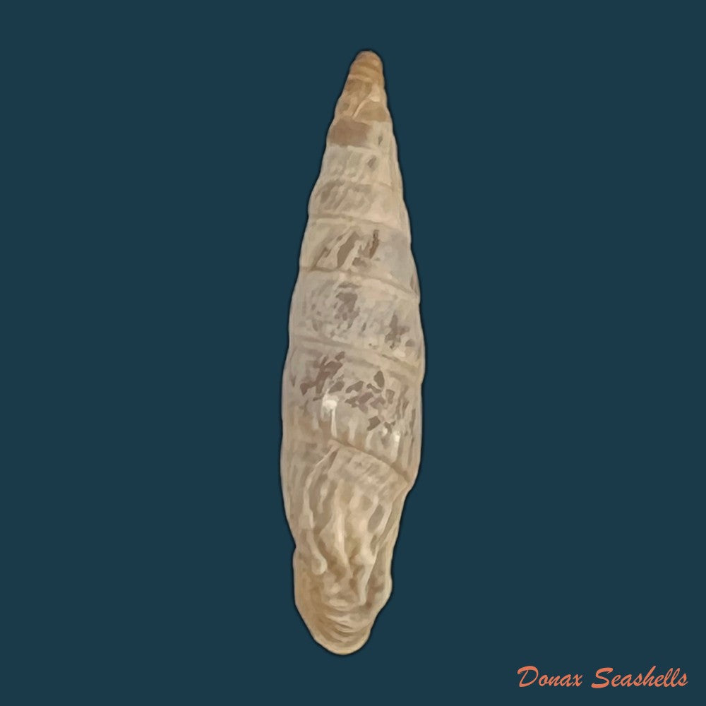 copia-de-albinaria-inflata-draparnaldi-olivier-1801-18-5mm-1
