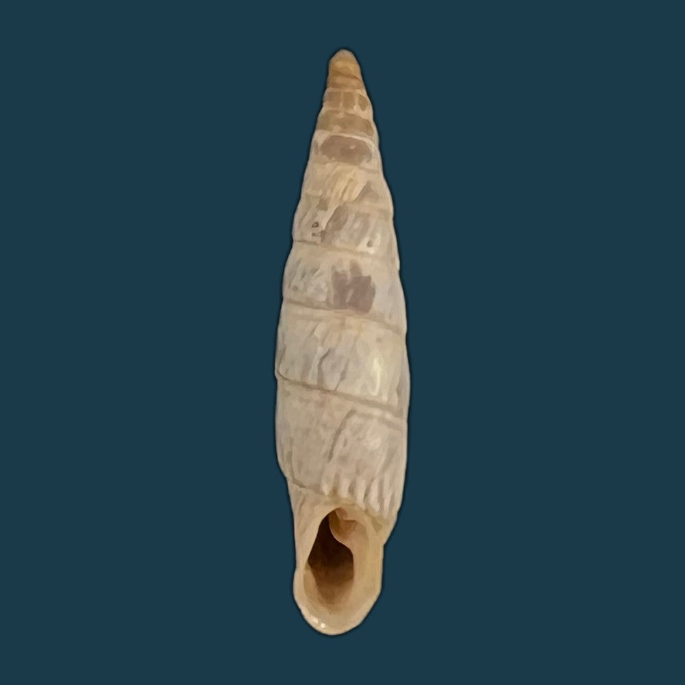 copia-de-albinaria-inflata-draparnaldi-olivier-1801-18-5mm-1