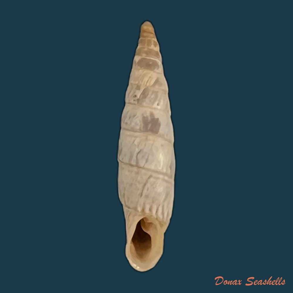 copia-de-albinaria-inflata-draparnaldi-olivier-1801-18-5mm-1