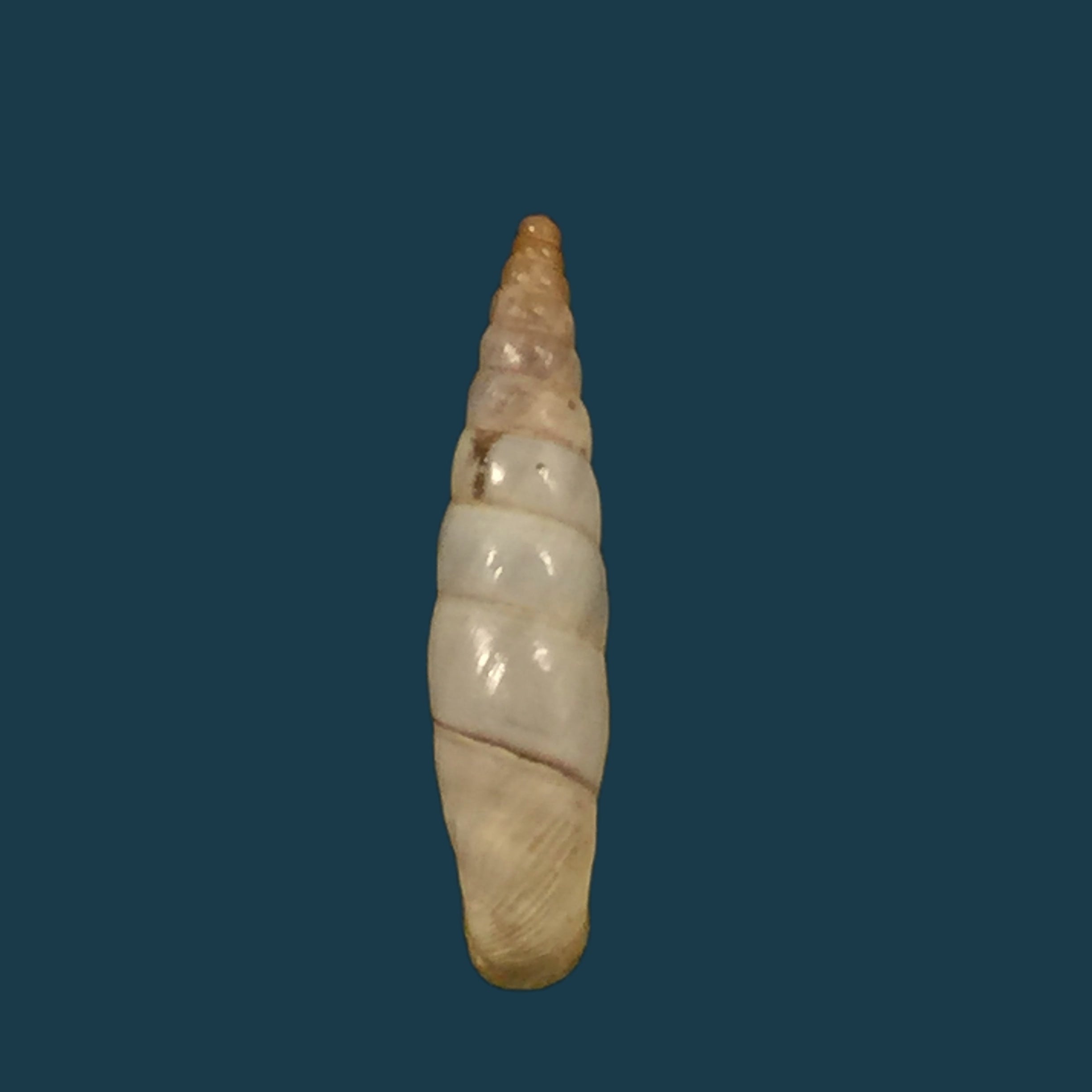 Albinaria（妮维雅）reuselaarsi Nordsieck，2015 - 16,1mm
