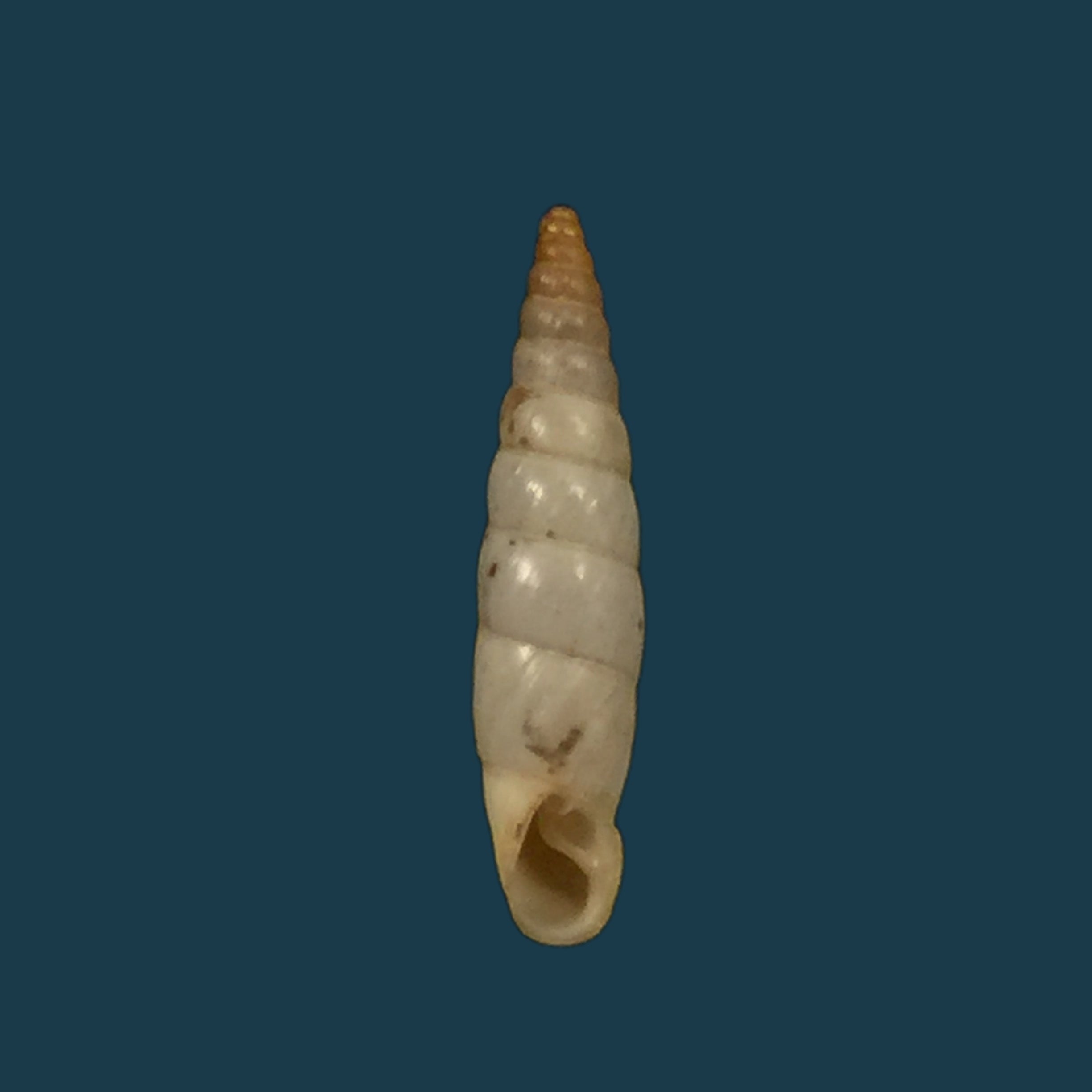 Albinaria（妮维雅）reuselaarsi Nordsieck，2015 - 16,1mm