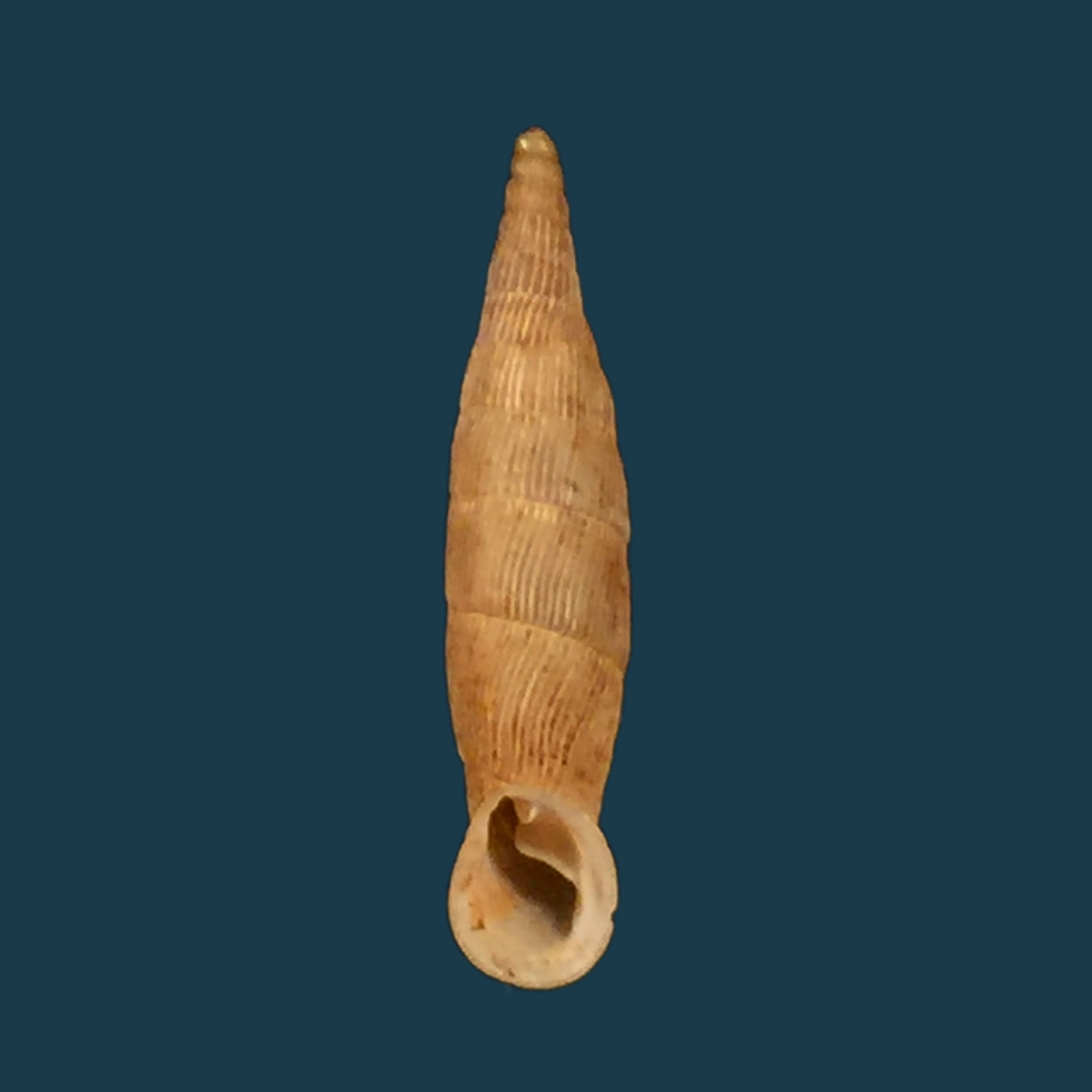 Albinaria klemmi O. Paget, 1971 - 21,1mm