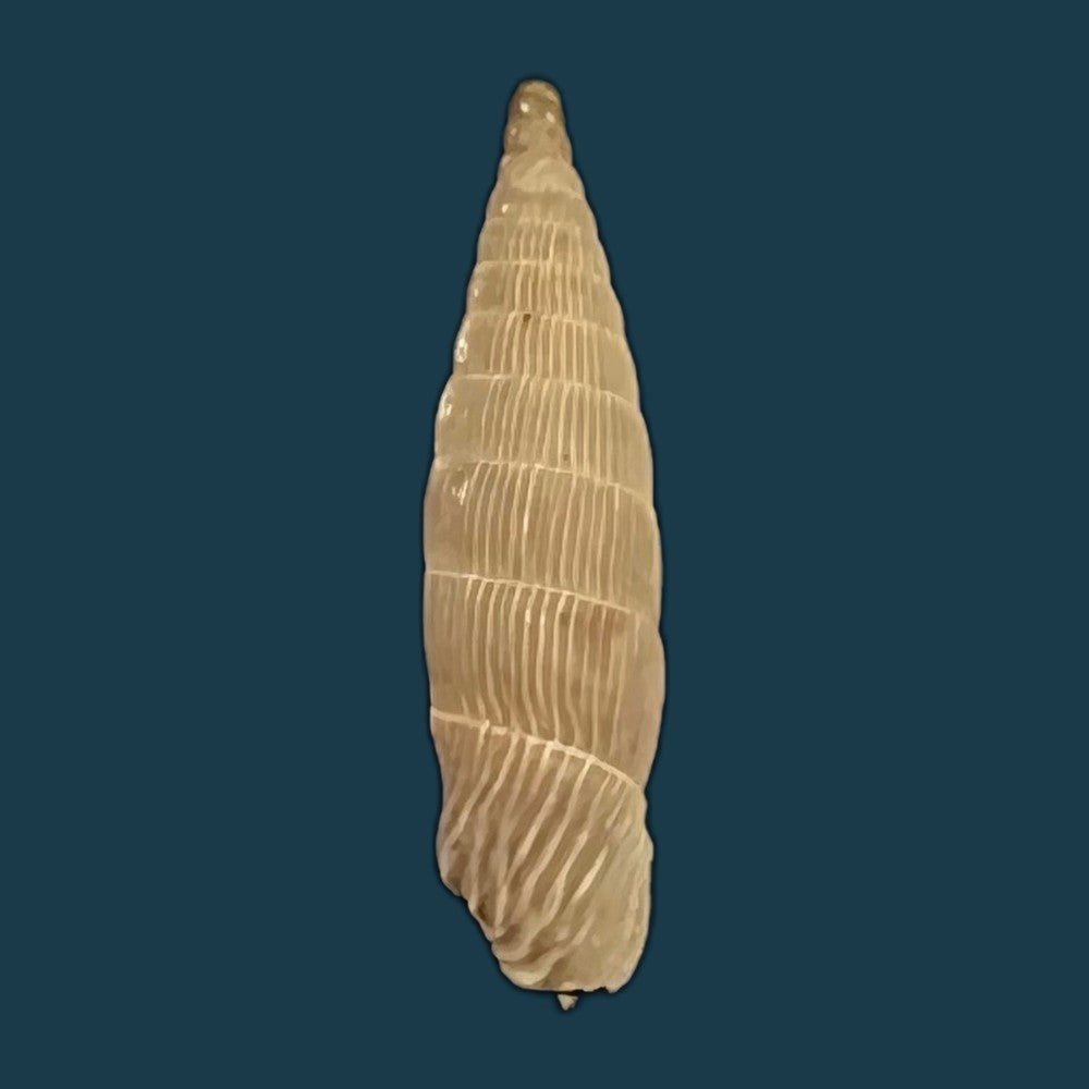 copia-de-albinaria-leonisorum-boettger-1901-19mm