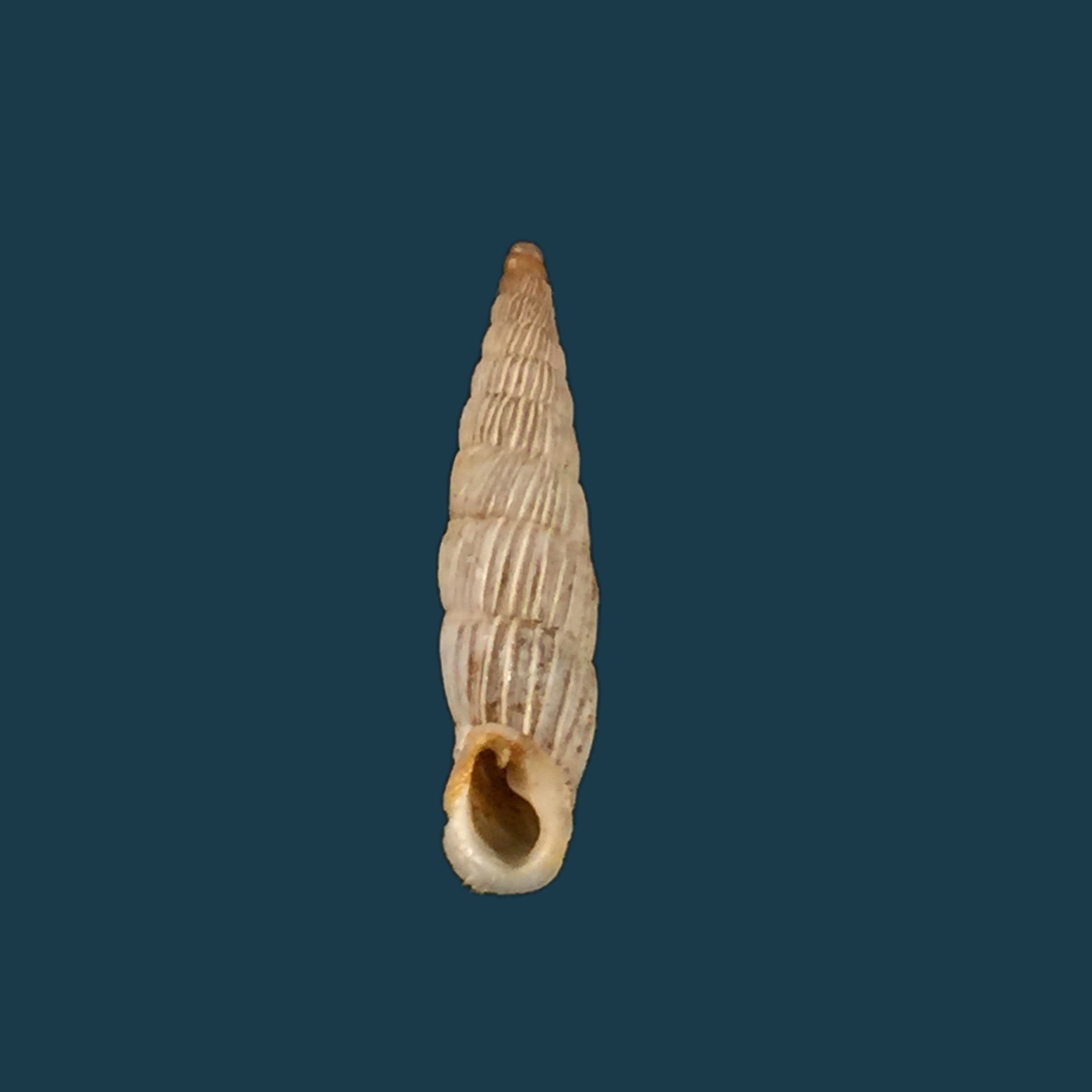 Albinaria lerosiensis (Pfeiffer, 1841) - 17,3毫米